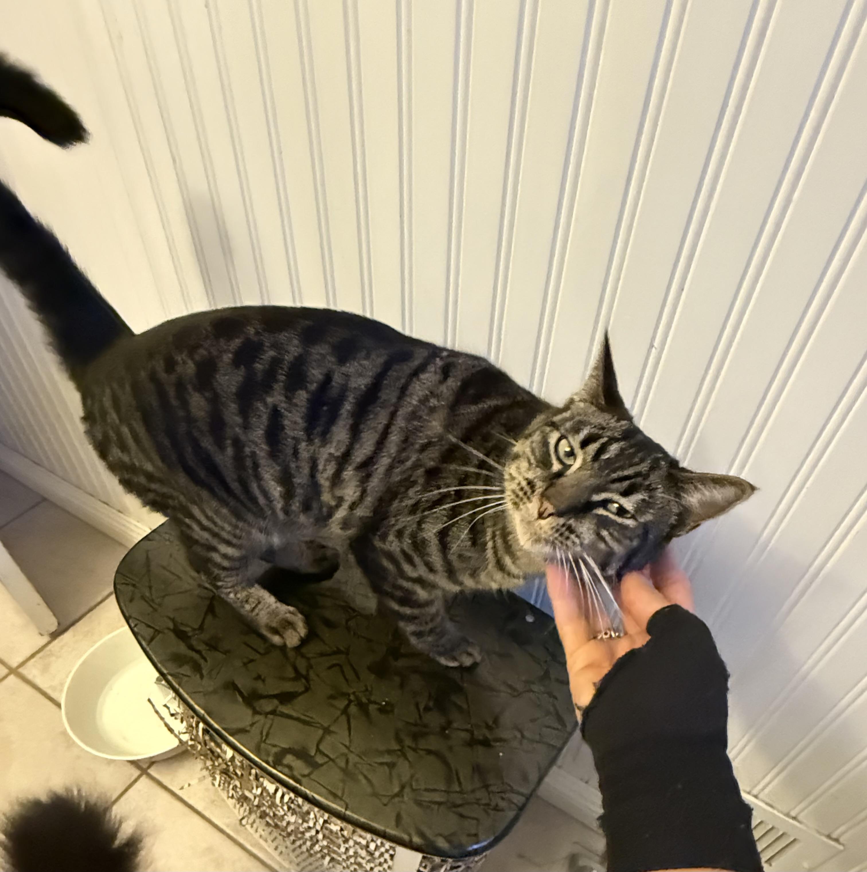 Enlarge Fritz, a Adoptable Tabby in Oakley, CA image 3/4