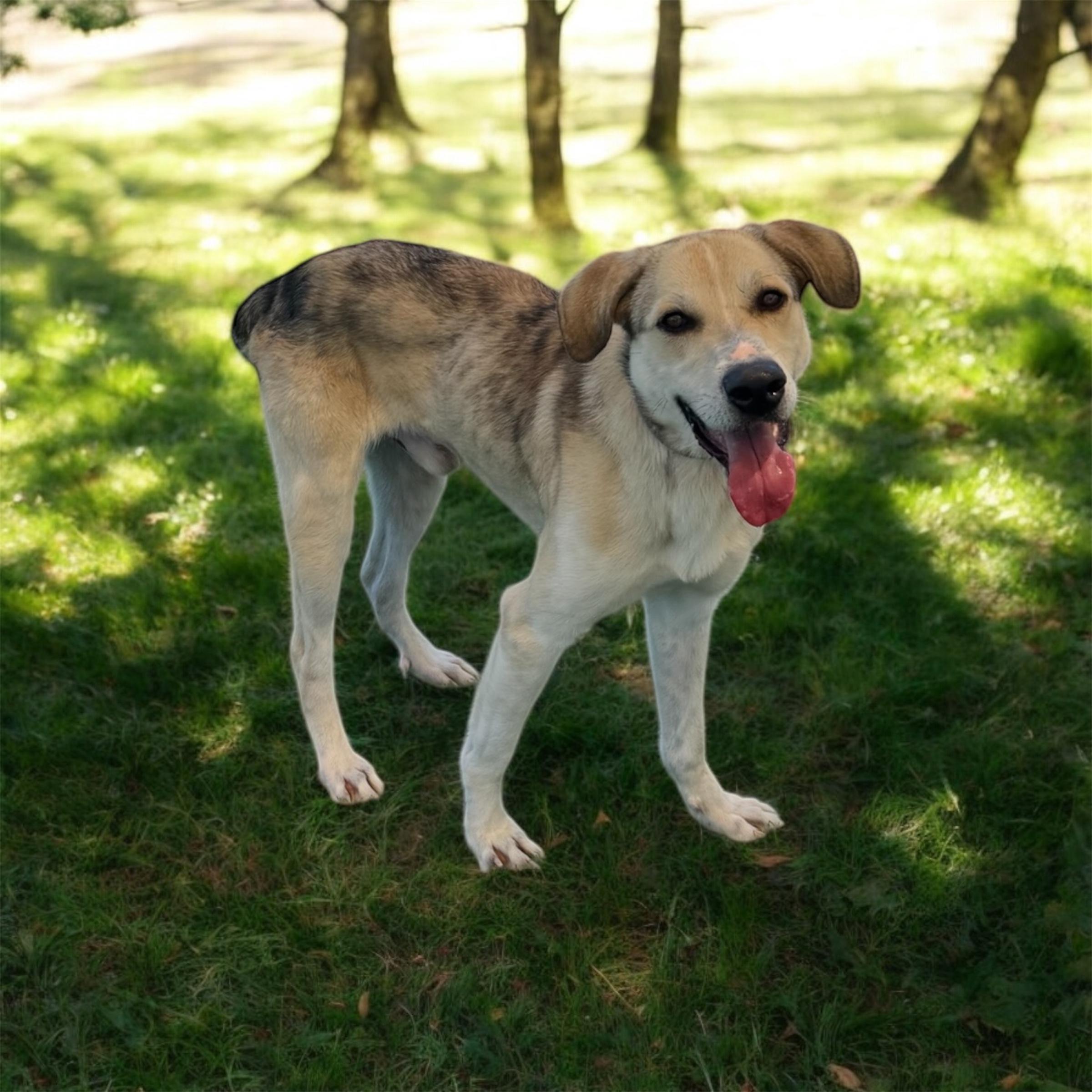 Jack, a Adoptable mixed breed in Williston, VT image 4/5