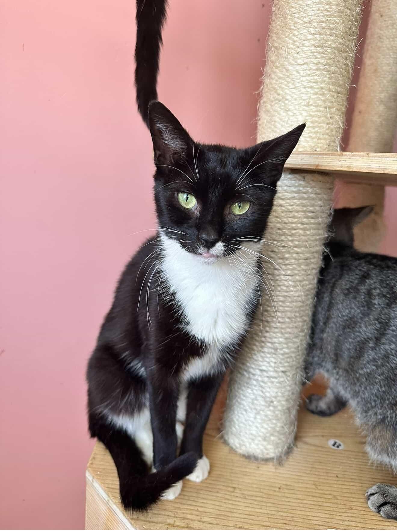 Enlarge NOTCH, a Adoptable Tuxedo in New York, NY image 2/2