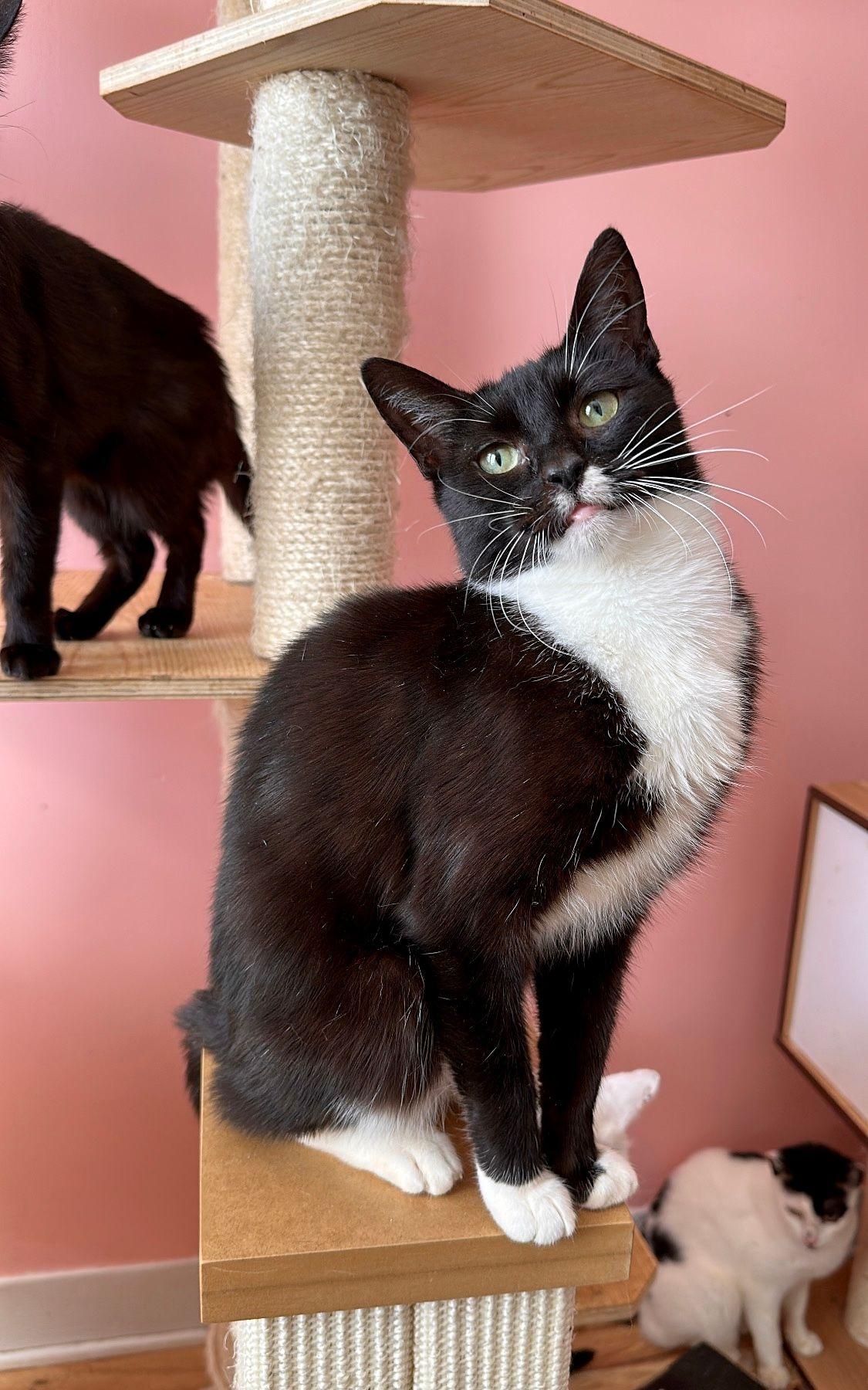 Enlarge NOTCH, a Adoptable Tuxedo in New York, NY image 1/2