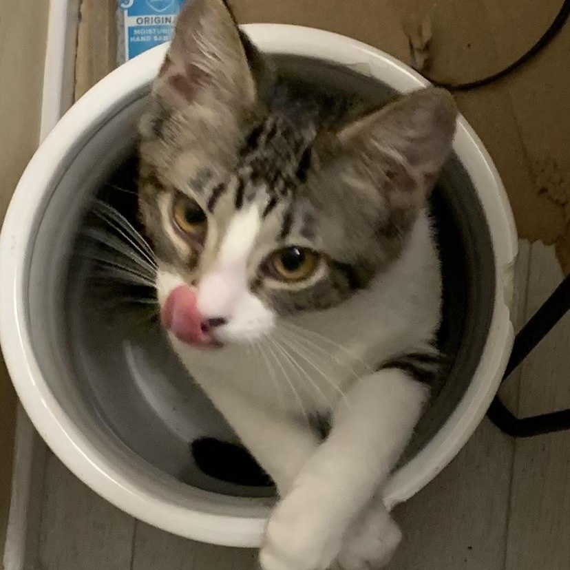 Enlarge Fable - Playful and Loyal, a Adoptable Tabby in Fountain Valley, CA image 3/3