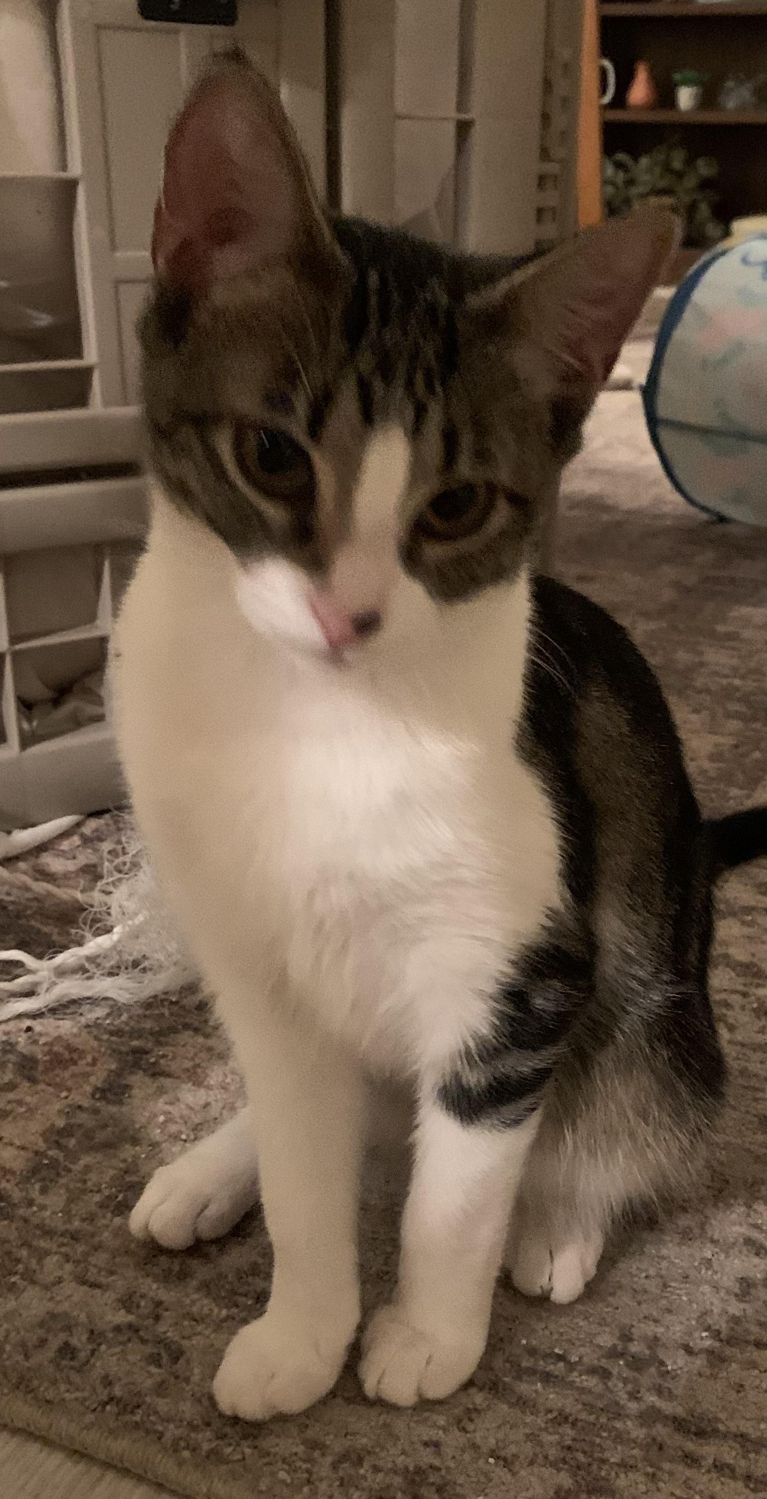 Enlarge Fable - Playful and Loyal, a Adoptable Tabby in Fountain Valley, CA image 1/3