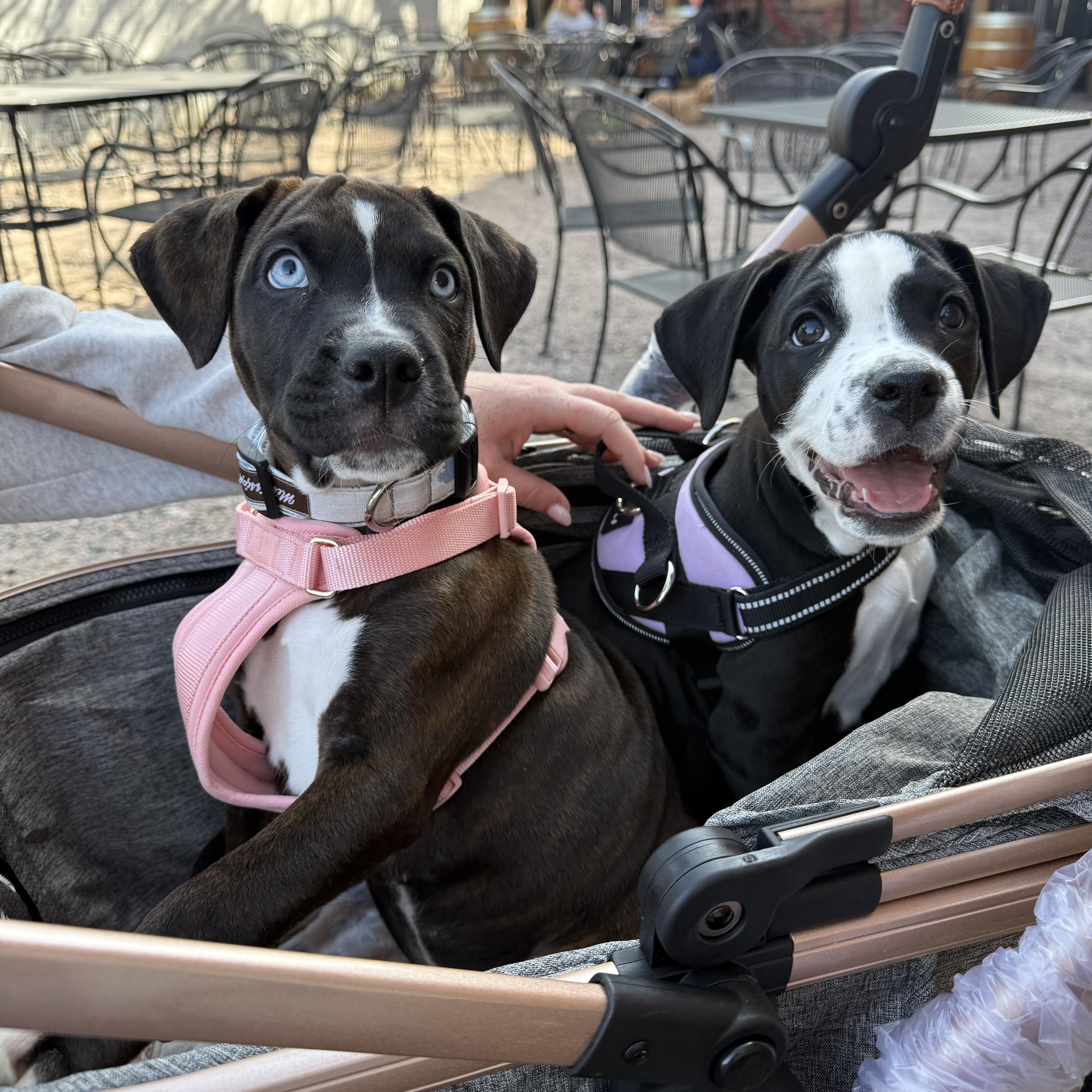 Enlarge Josie , a ADOPTABLE mixed breed in Celina, TX image 1/6