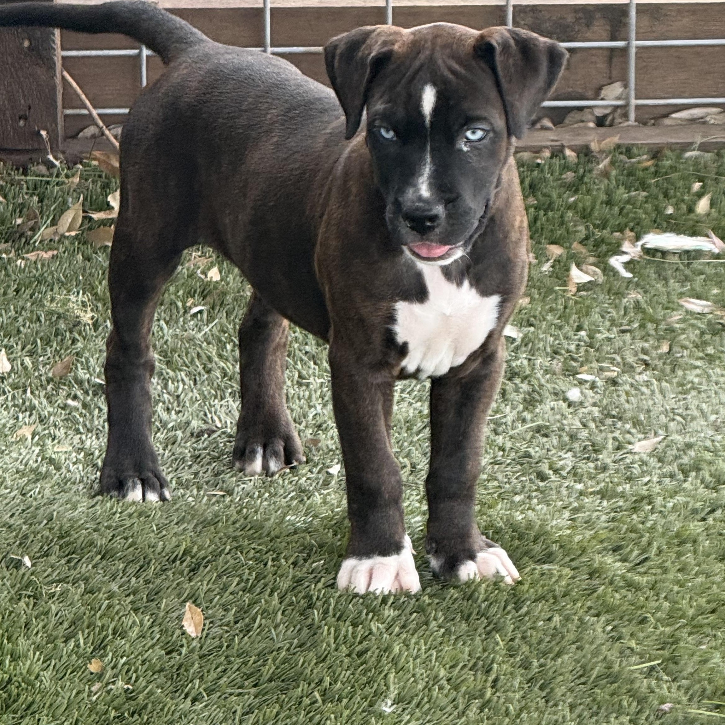 Enlarge Josie , a ADOPTABLE mixed breed in Celina, TX image 5/6