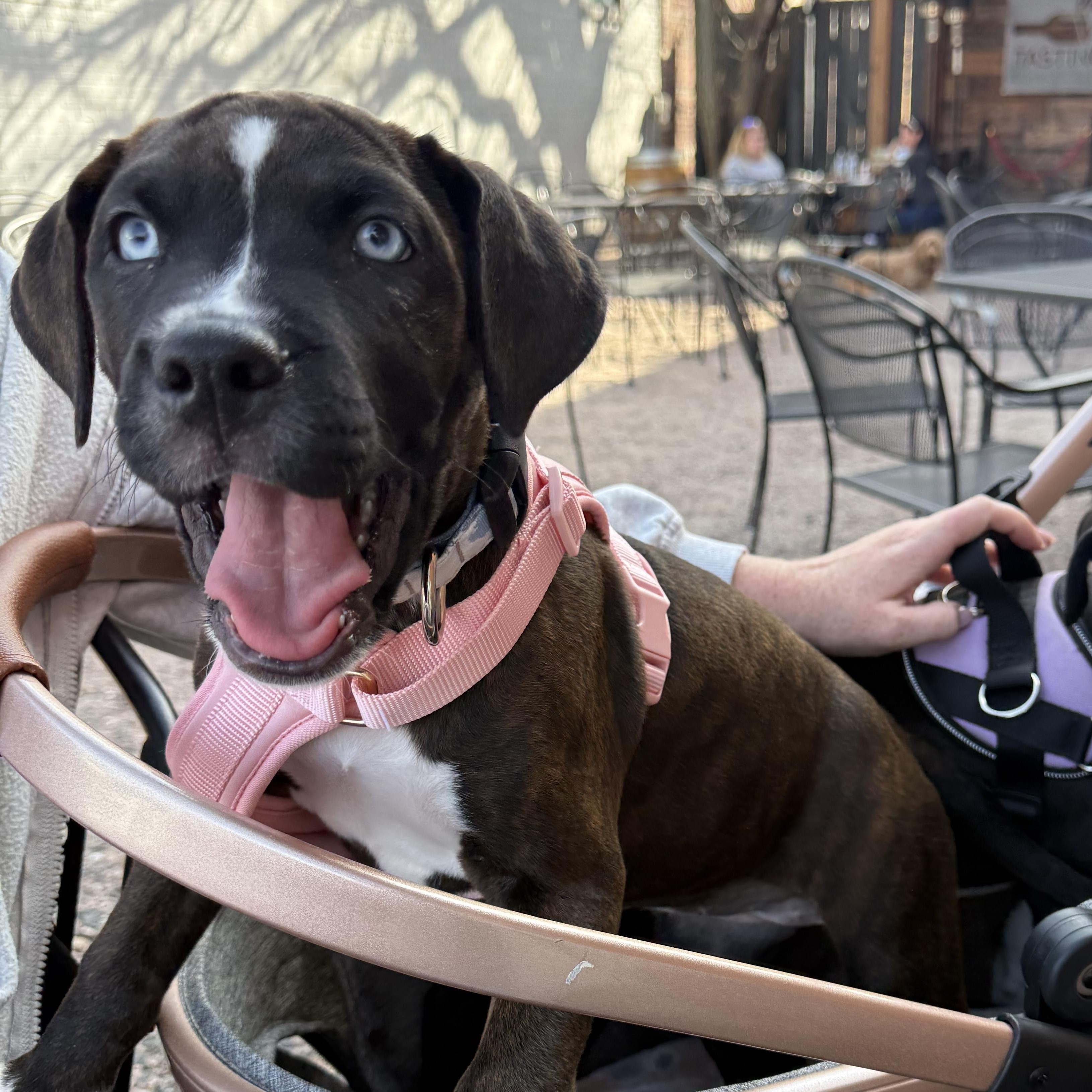 Enlarge Josie , a ADOPTABLE mixed breed in Celina, TX image 3/6