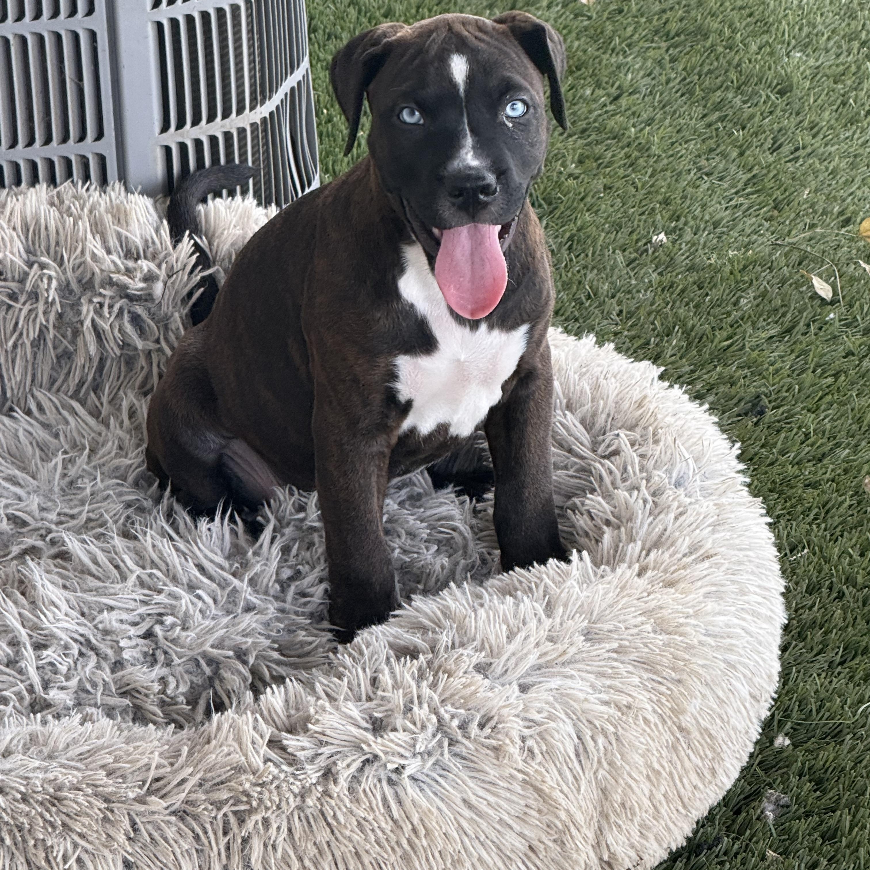 Enlarge Josie , a ADOPTABLE mixed breed in Celina, TX image 6/6