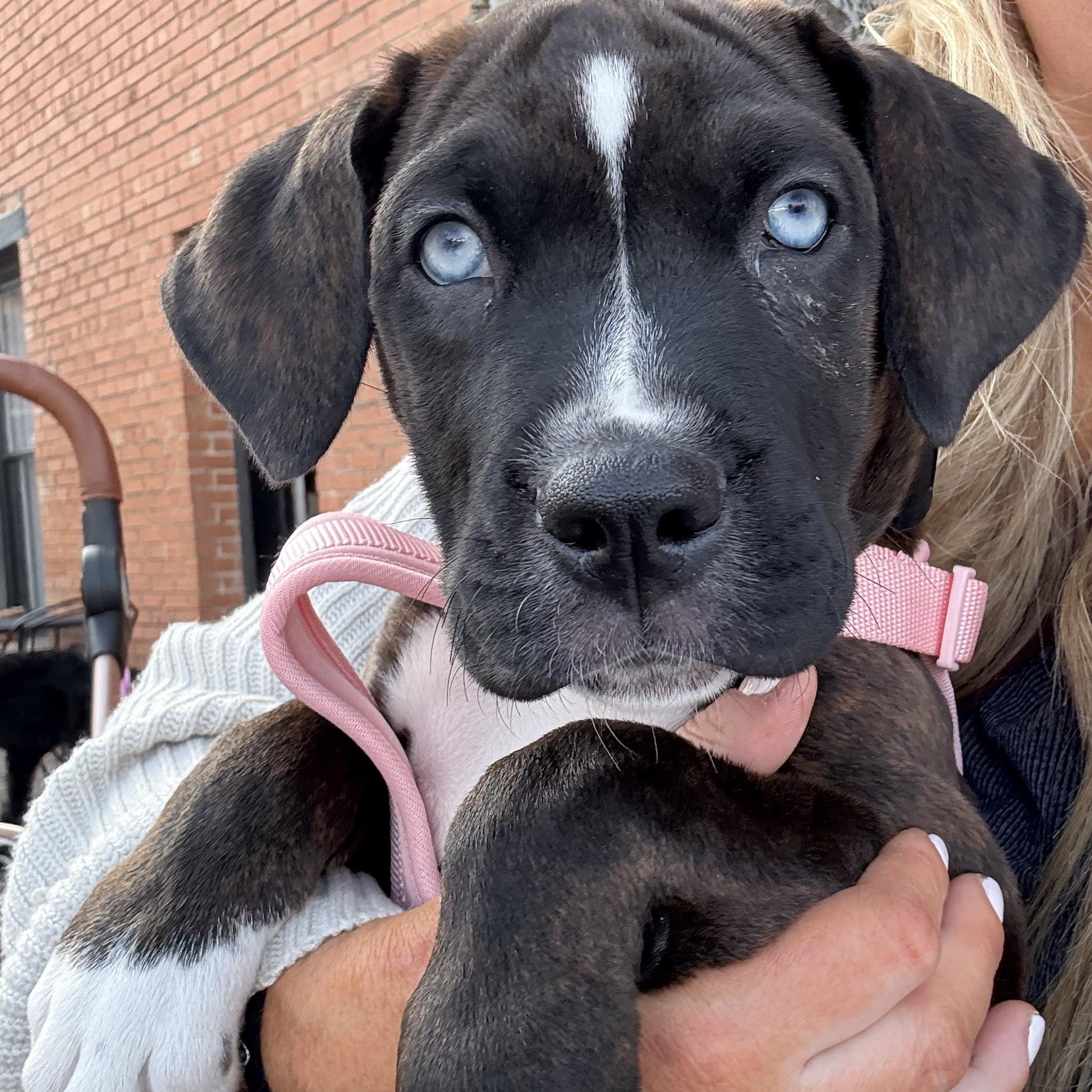 Enlarge Josie , a ADOPTABLE mixed breed in Celina, TX image 2/6