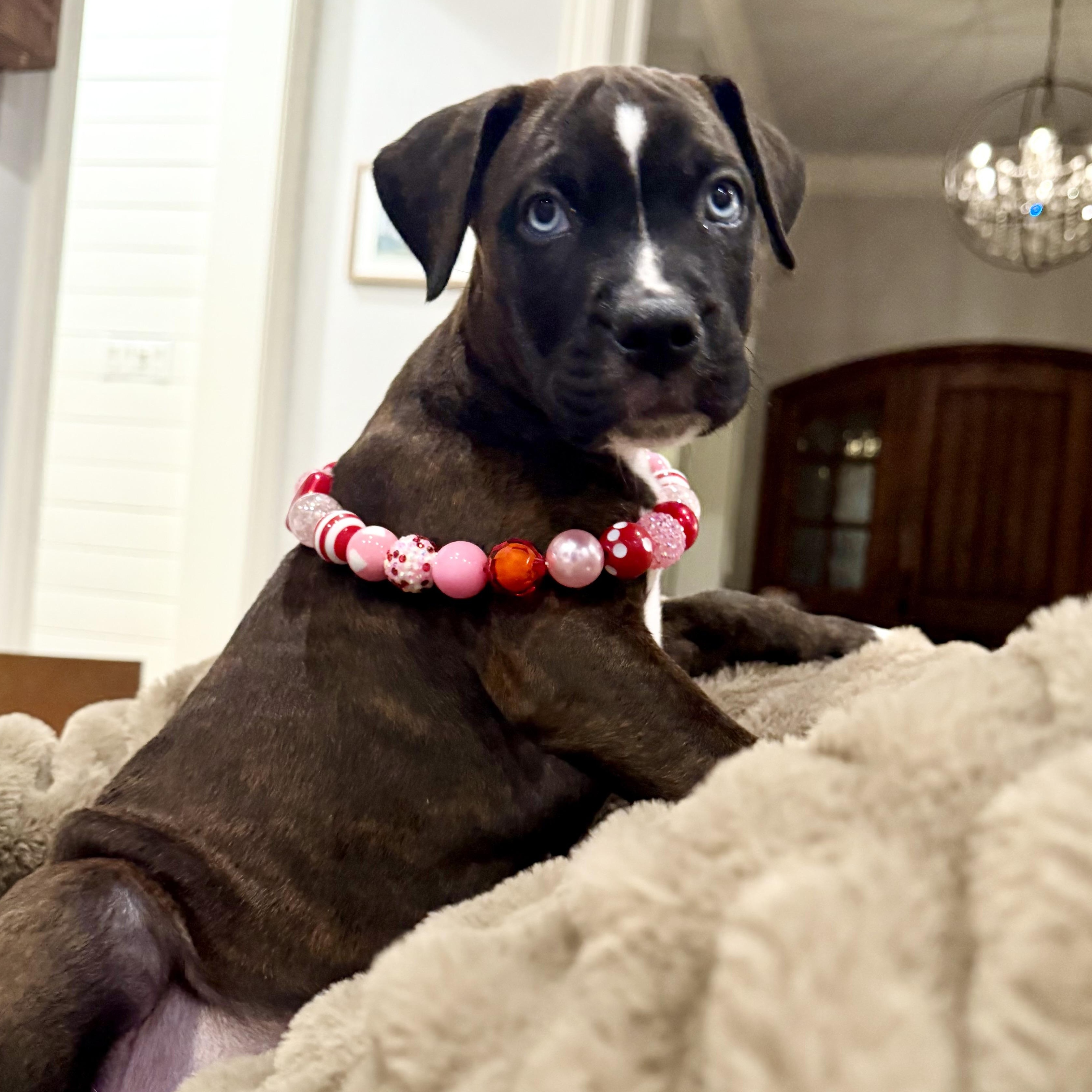 Enlarge Josie , a ADOPTABLE mixed breed in Celina, TX image 4/6