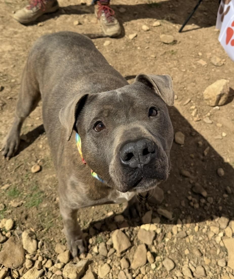 Enlarge Rocky, an adopted mixed breed in Jeffersontown, KY image 6/6
