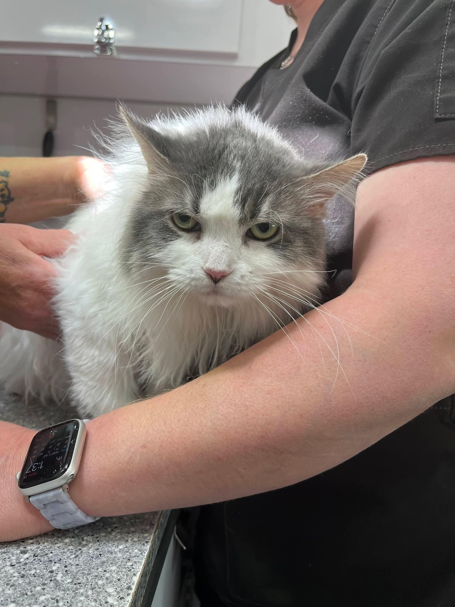 Enlarge LouLou, a ADOPTABLE Domestic Long Hair in Sawyer, ND image 3/3