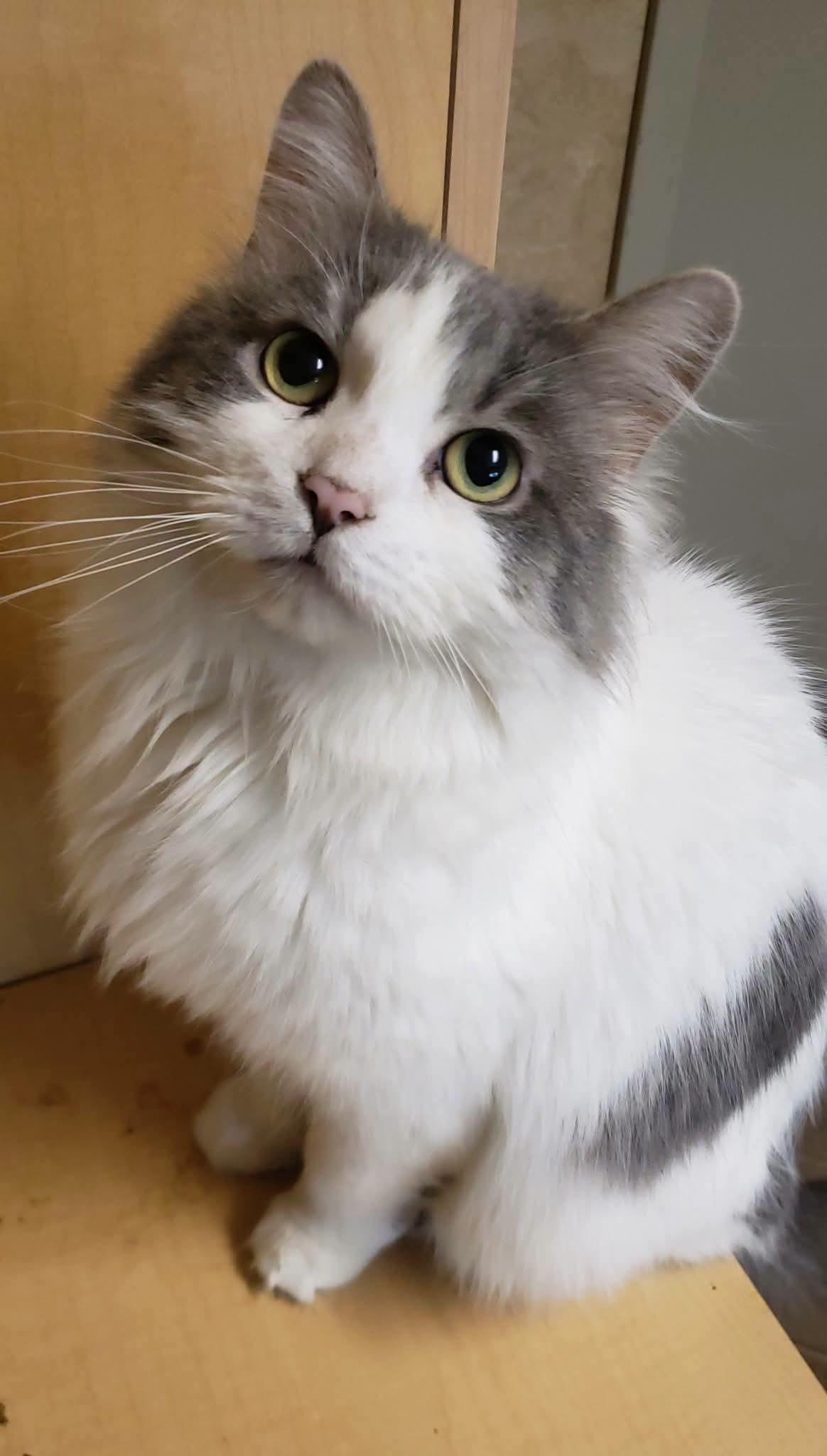 LouLou, ADOPTABLE, Adult Female Domestic Long Hair.
