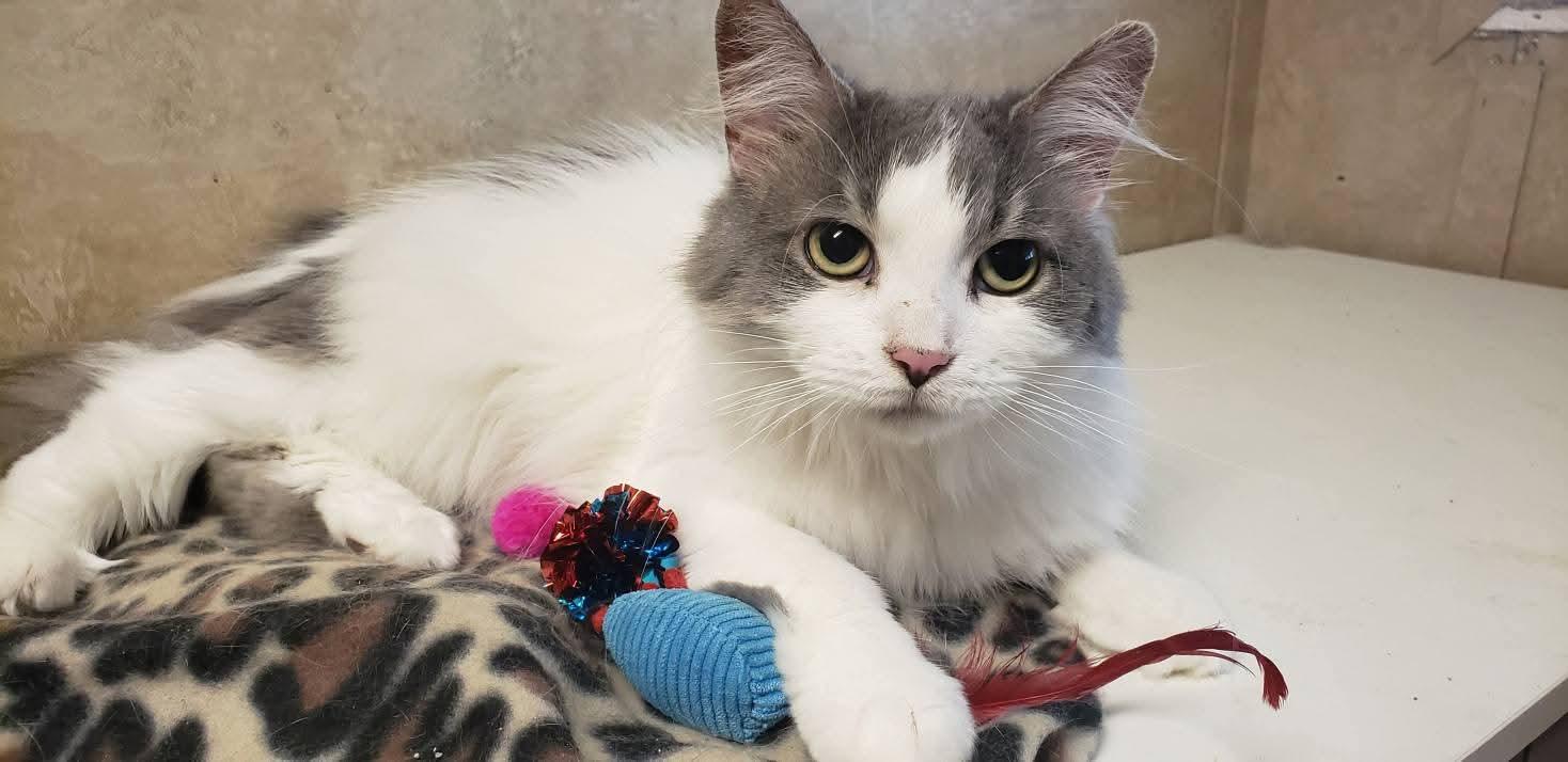 Enlarge LouLou, a ADOPTABLE Domestic Long Hair in Sawyer, ND image 2/3