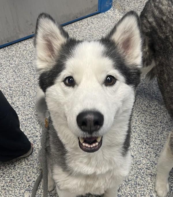Enlarge Anna, a Adoptable Siberian Husky in Golden, CO image 1/1