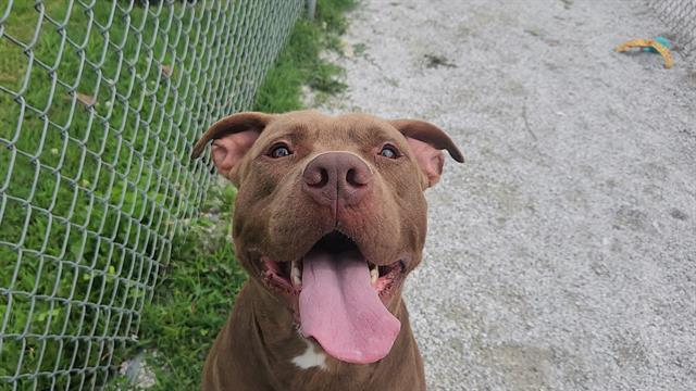 CHOCO, Adoptable, Young Male Mixed Breed.