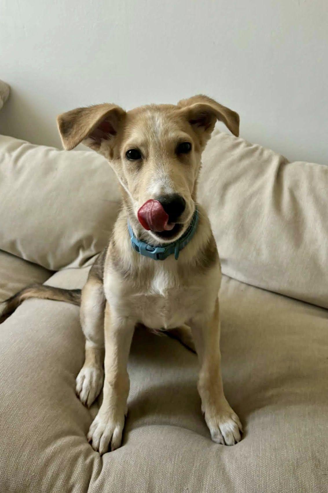 Enlarge Noodle 2, a Adoptable mixed breed in Phoenix, AZ image 1/3