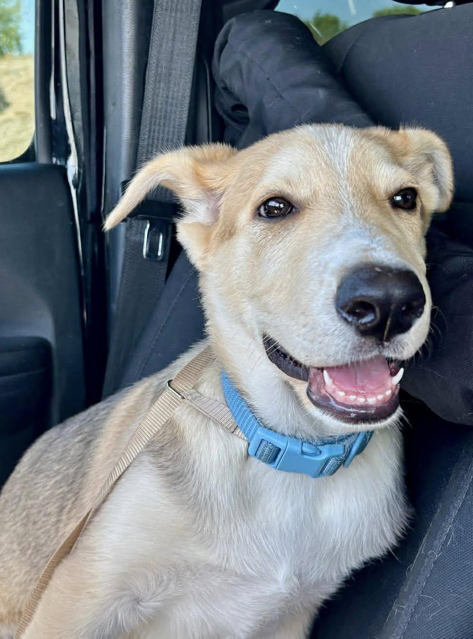 Enlarge Noodle 2, a Adoptable mixed breed in Phoenix, AZ image 2/3