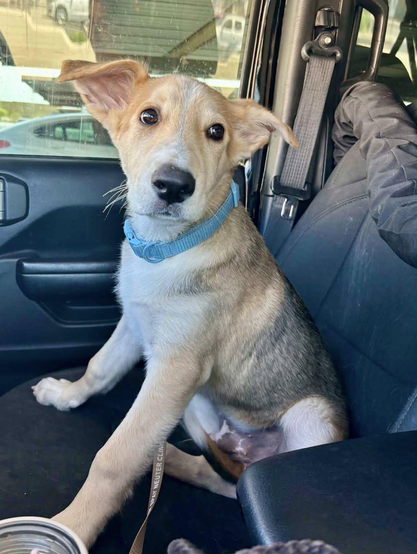 Enlarge Noodle 2, a Adoptable mixed breed in Phoenix, AZ image 3/3