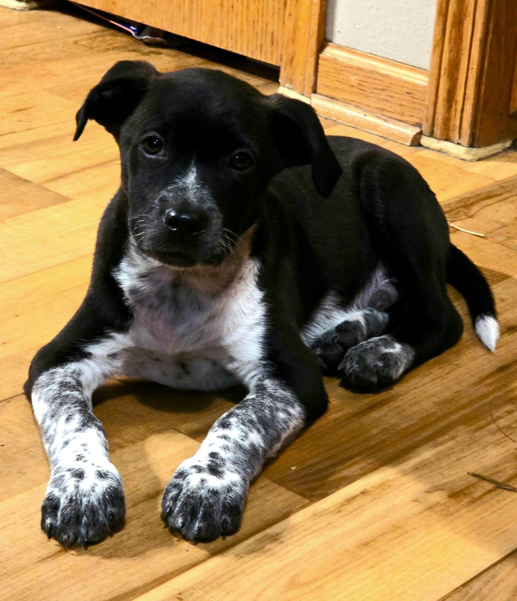 Apollo the heeler mix puppy, Adoptable, Puppy Male Australian Cattle Dog / Blue Heeler & Terrier.
