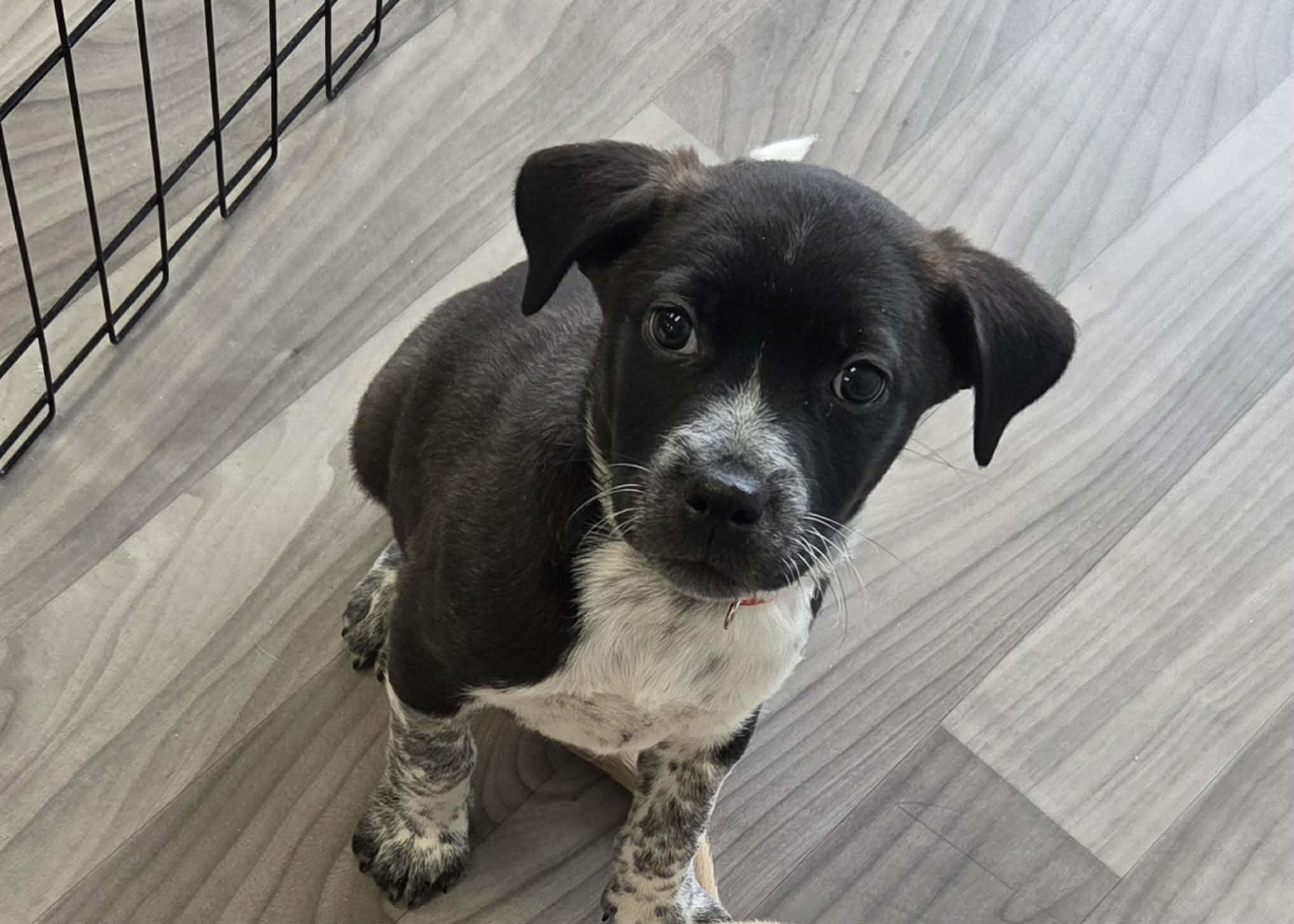 Enlarge Apollo the husky mix puppy, a Adoptable mixed breed in Muskego, WI image 3/6