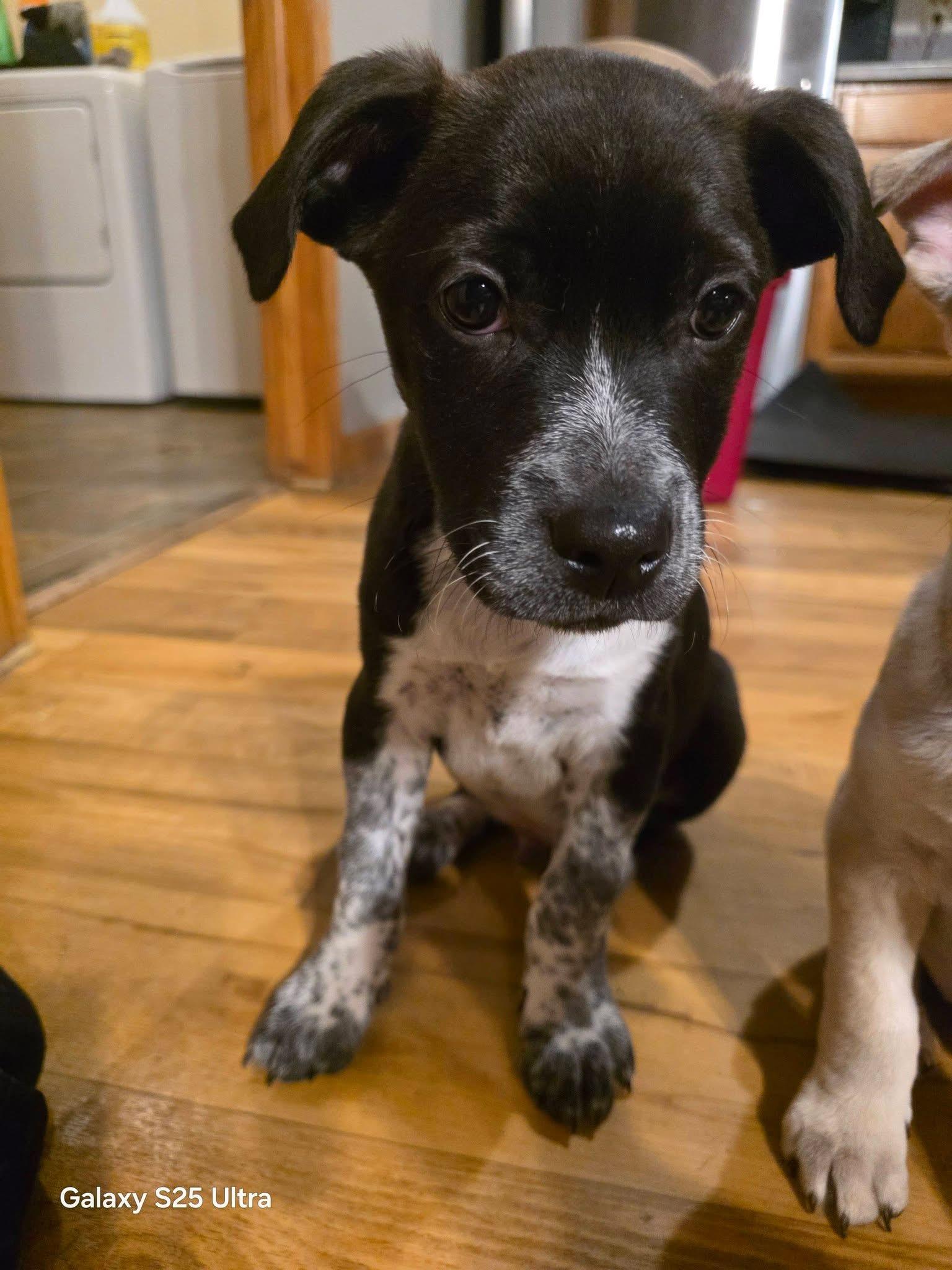Enlarge Apollo the husky mix puppy, a Adoptable mixed breed in Muskego, WI image 5/6