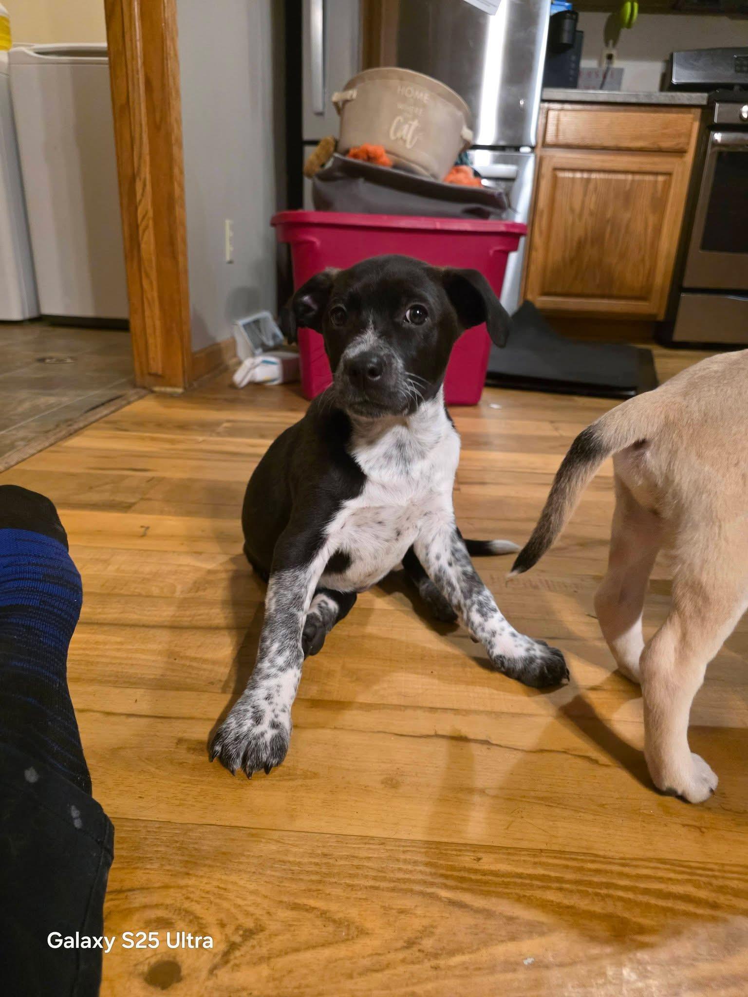 Enlarge Apollo the husky mix puppy, a Adoptable mixed breed in Muskego, WI image 6/6