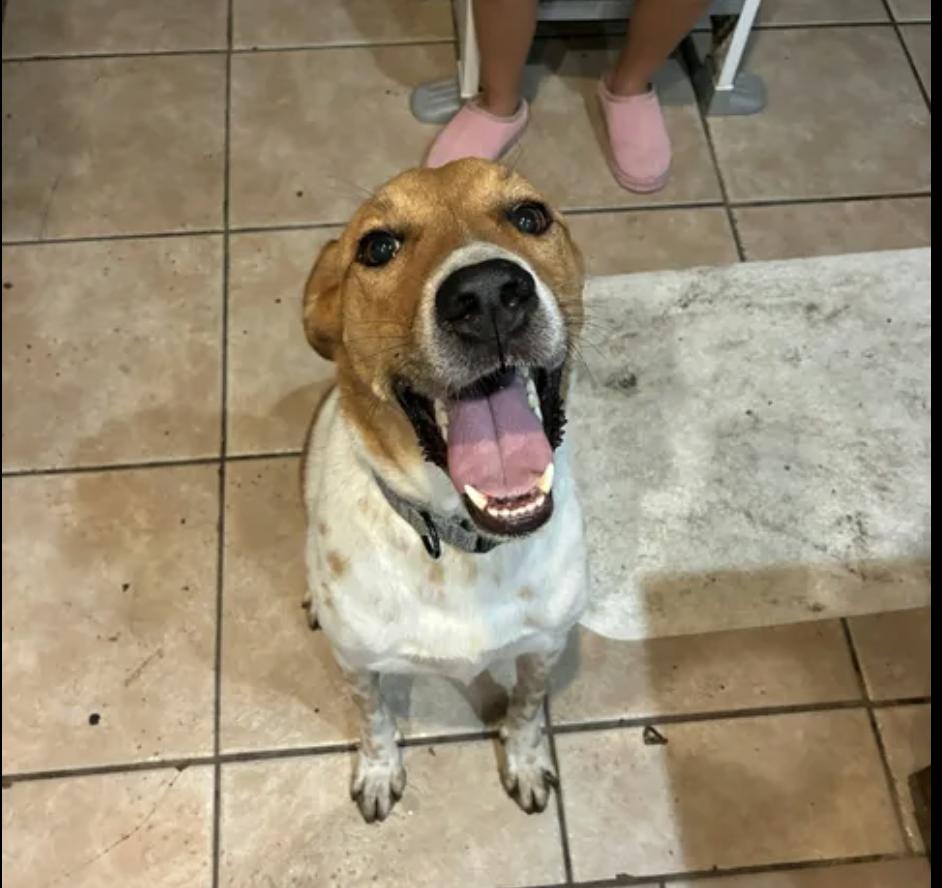 Enlarge Jasper, a Adoptable mixed breed in Fort Worth, TX image 1/4