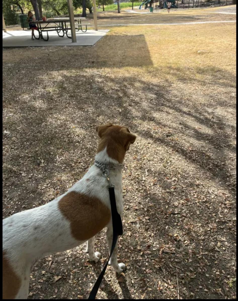 Enlarge Jasper, a Adoptable mixed breed in Fort Worth, TX image 4/4