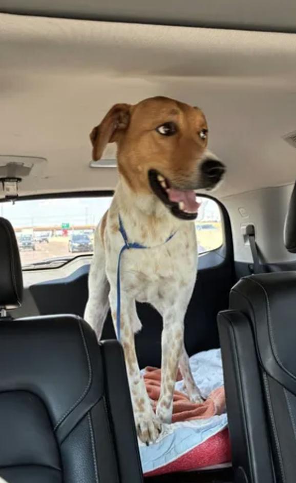 Enlarge Jasper, a Adoptable mixed breed in Fort Worth, TX image 2/4