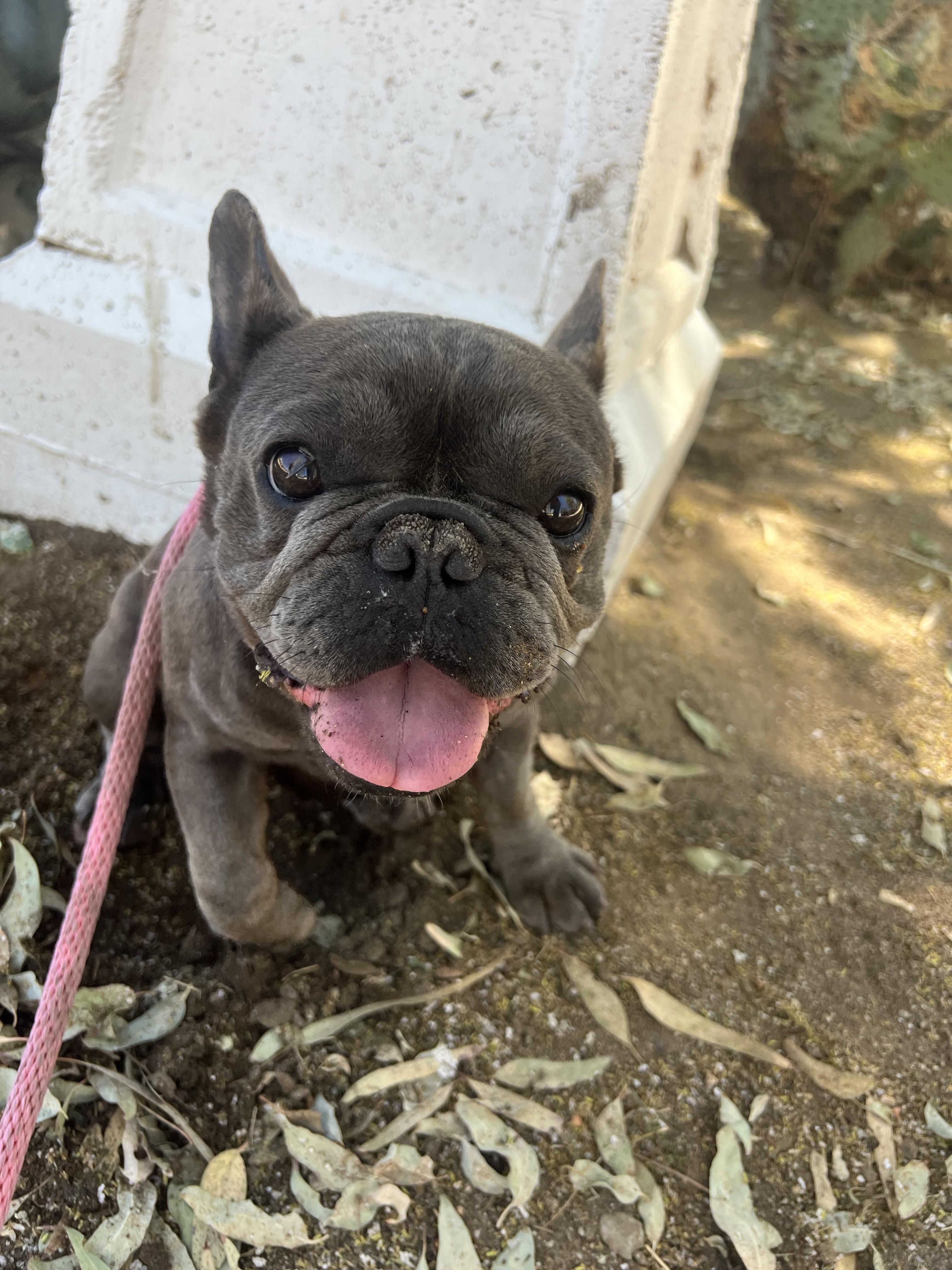 Finley, adopted, Adult Female French Bulldog.
