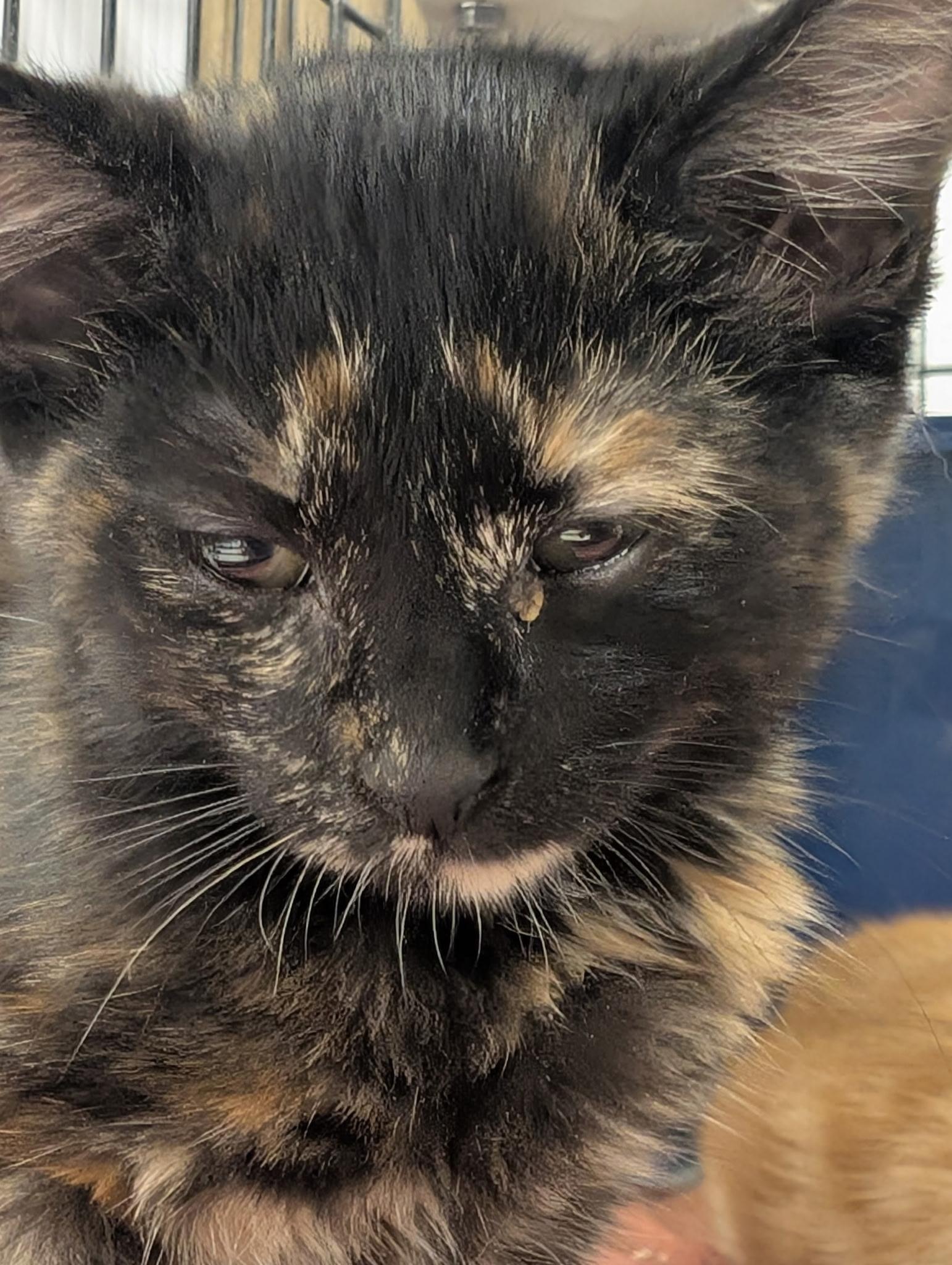 Enlarge Whippy, a Adoptable Tortoiseshell in Mears, MI image 2/4