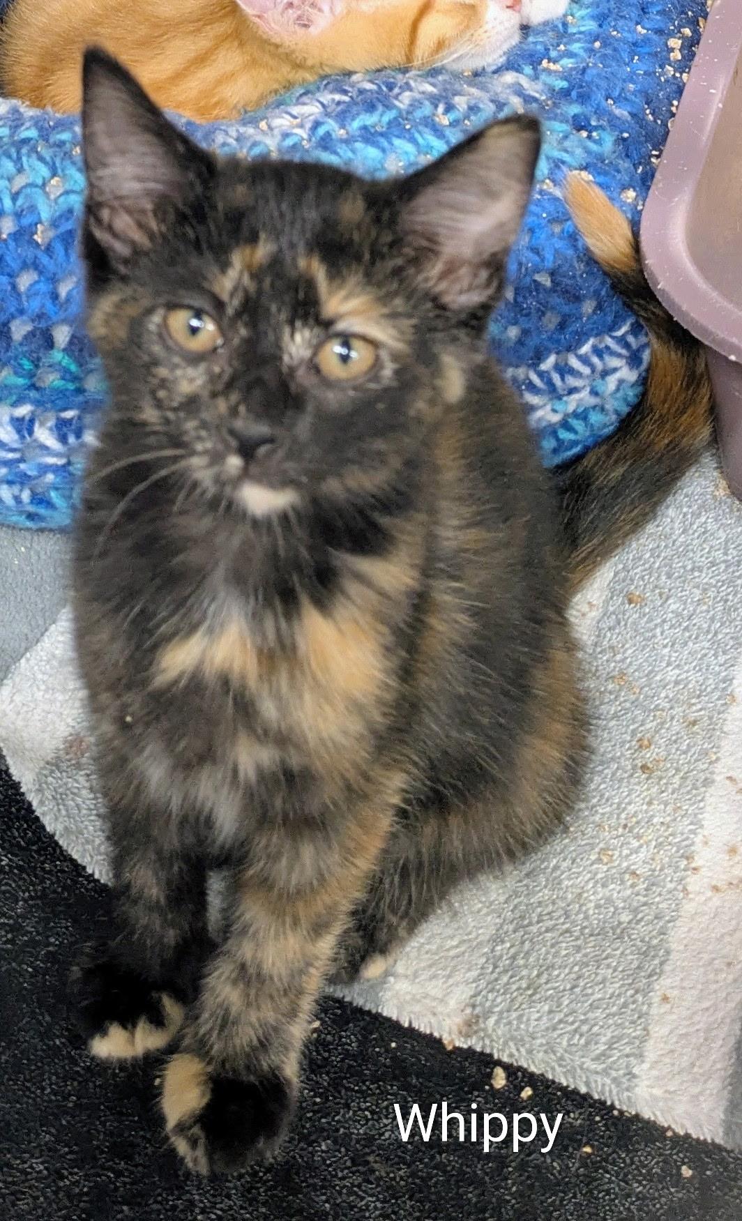 Enlarge Whippy, a Adoptable Tortoiseshell in Mears, MI image 3/4