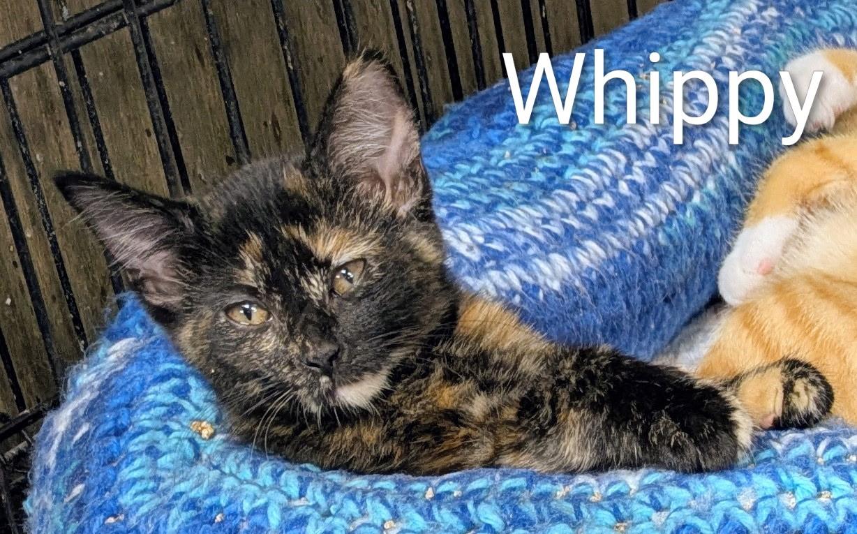 Whippy, Adoptable, Young Female Tortoiseshell.