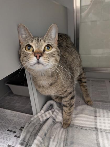 Morgana, Adoptable, Adult Female Domestic Short Hair & Domestic Short Hair.