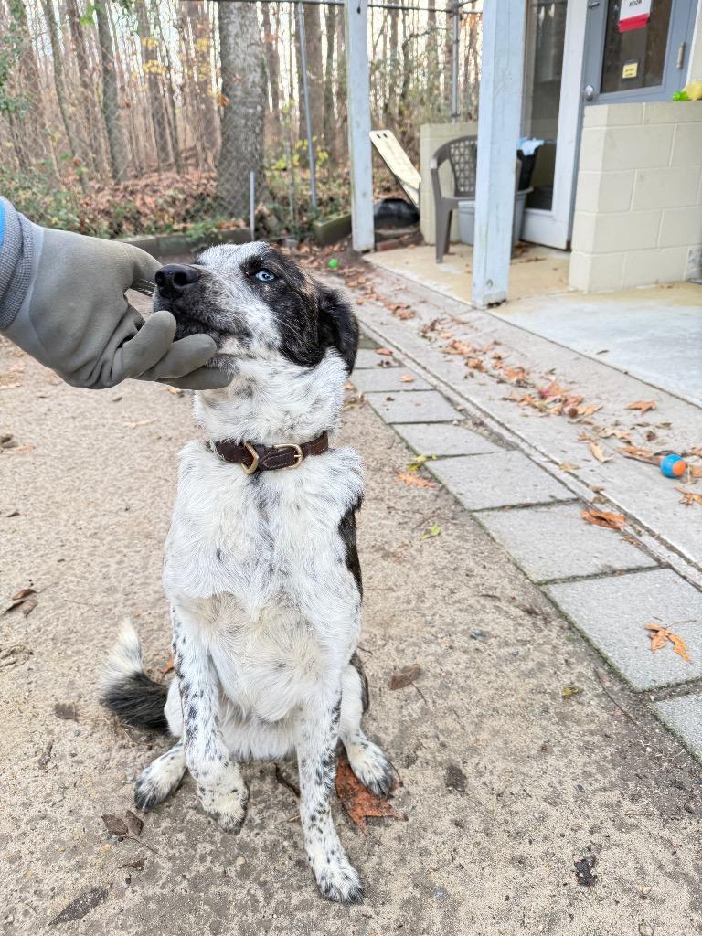 Enlarge Jude, a Adoptable mixed breed in Hampton, VA image 2/3