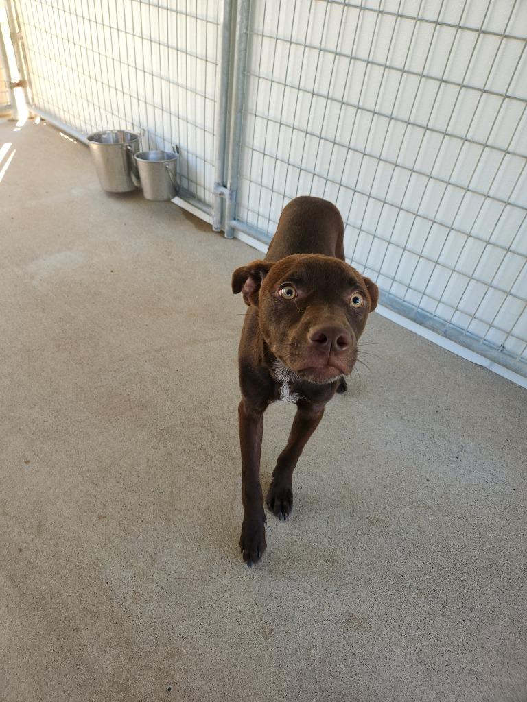 Enlarge Bobo, a Adoptable mixed breed in Fayetteville, TN image 2/2