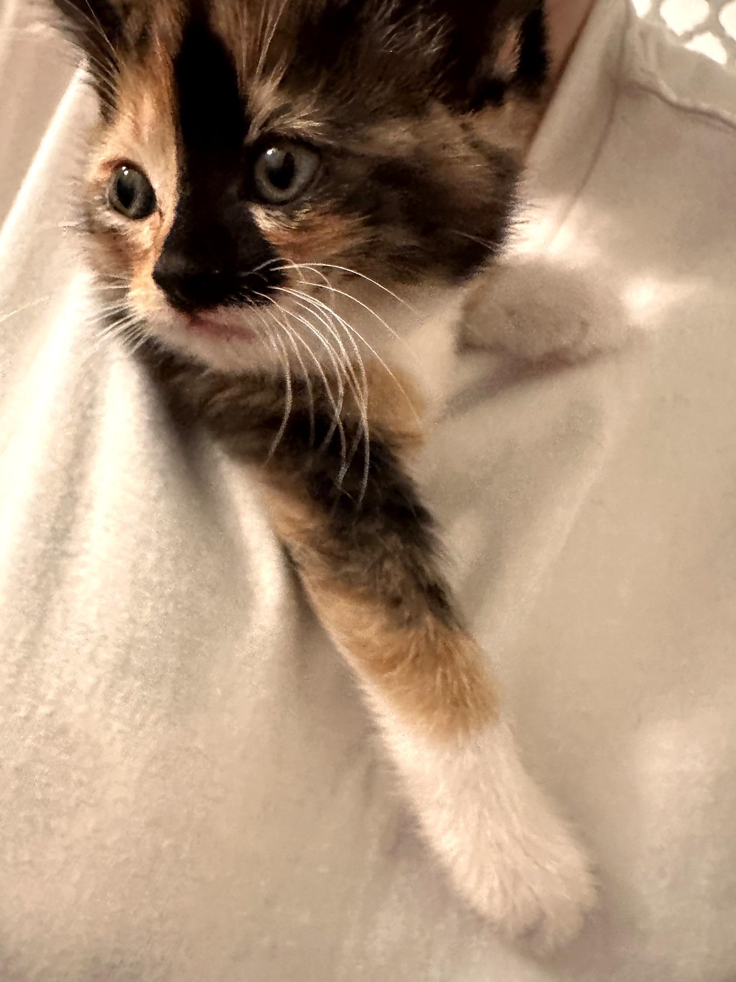 Enlarge Caddie, a Adoptable Domestic Short Hair in Minneapolis, MN image 4/5
