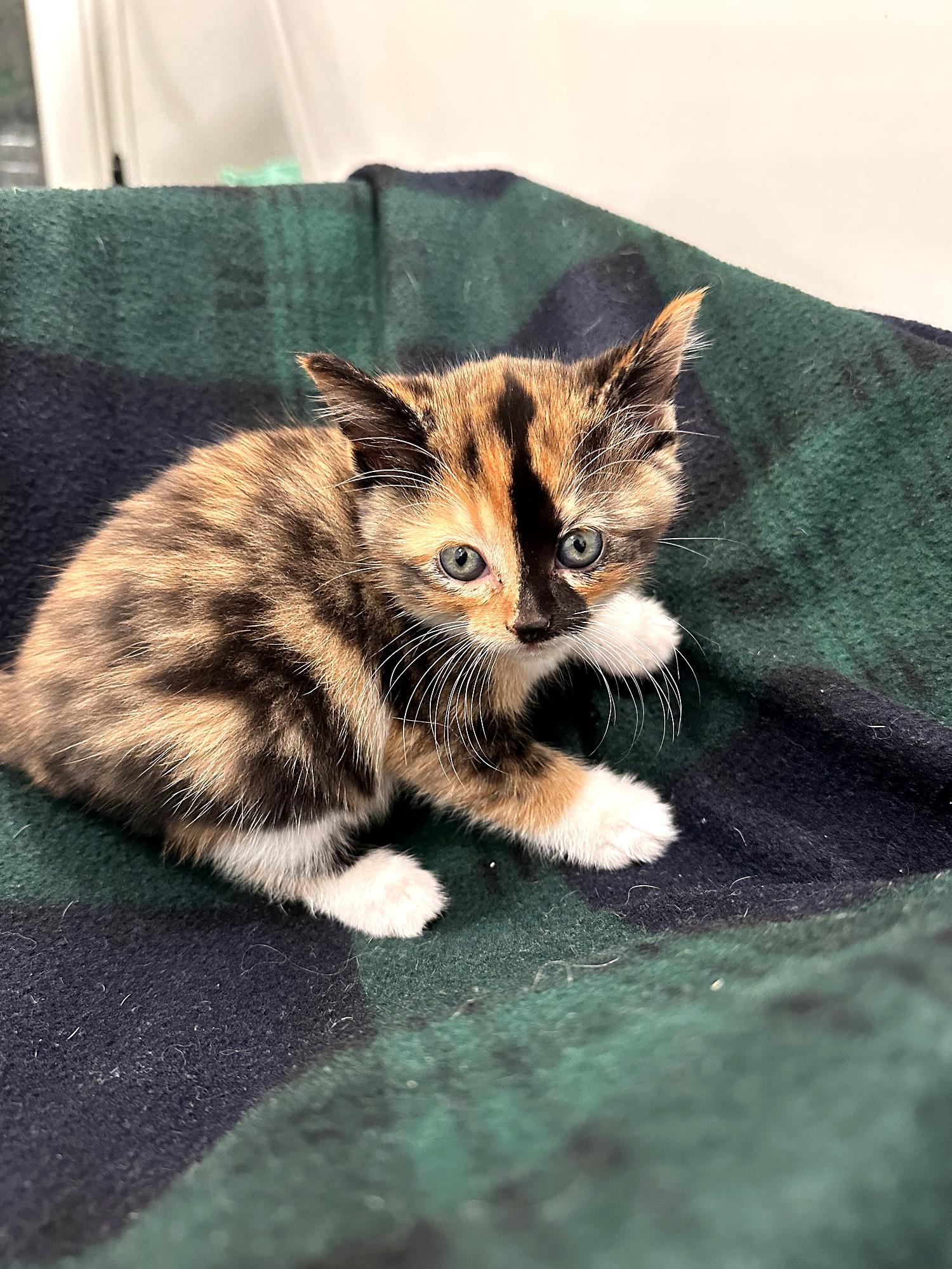 Enlarge Caddie, a Adoptable Domestic Short Hair in Minneapolis, MN image 2/5