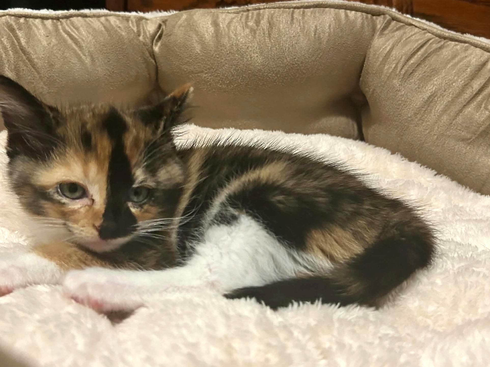 Enlarge Caddie, a Adoptable Domestic Short Hair in Minneapolis, MN image 3/5