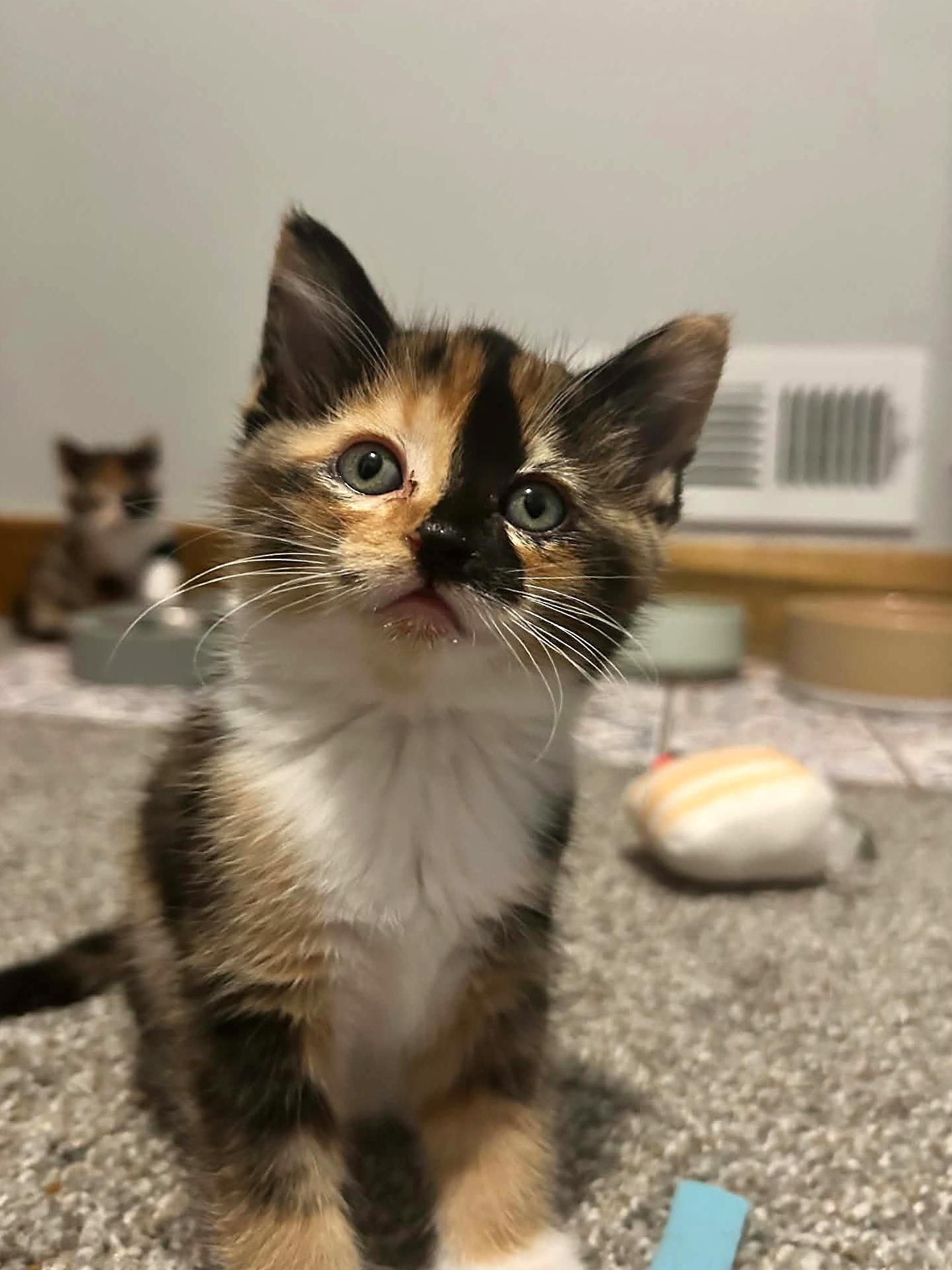 Enlarge Caddie, a Adoptable Domestic Short Hair in Minneapolis, MN image 1/5