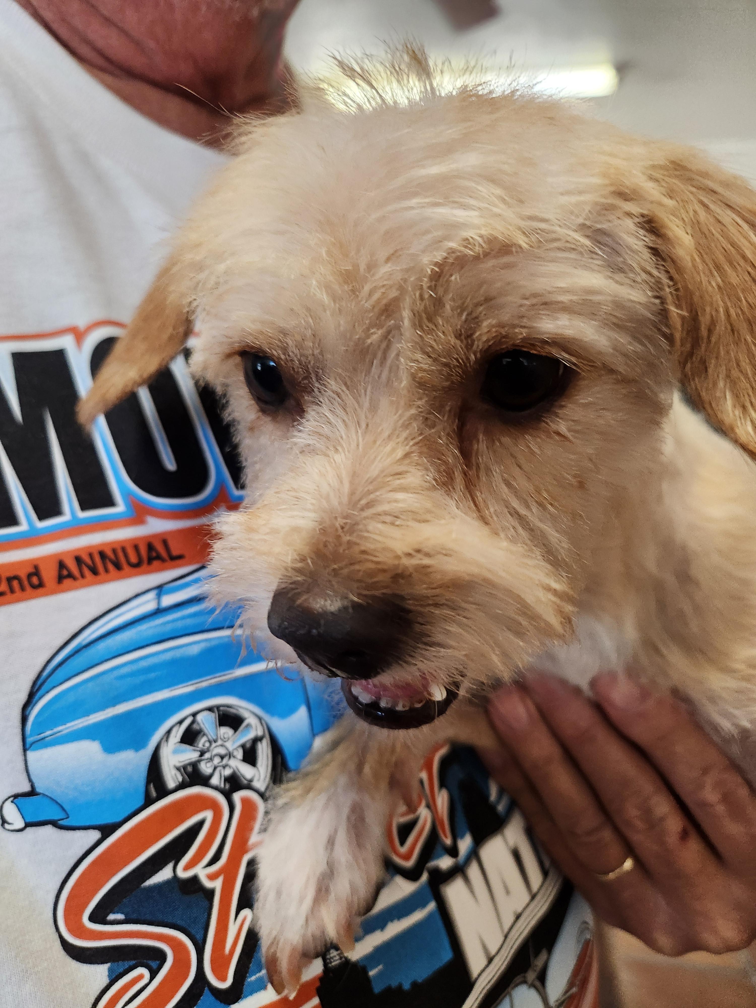 Louisa, a ADOPTABLE mixed breed in Yarnell, AZ image 4/5