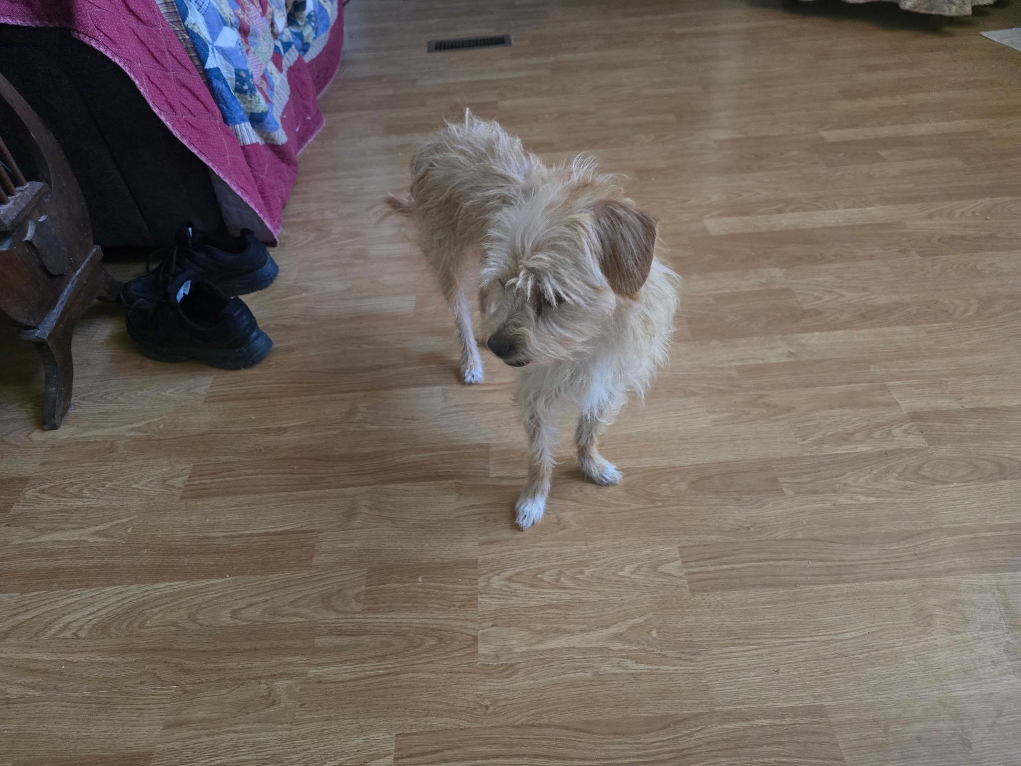 Louisa, a ADOPTABLE mixed breed in Yarnell, AZ image 2/5