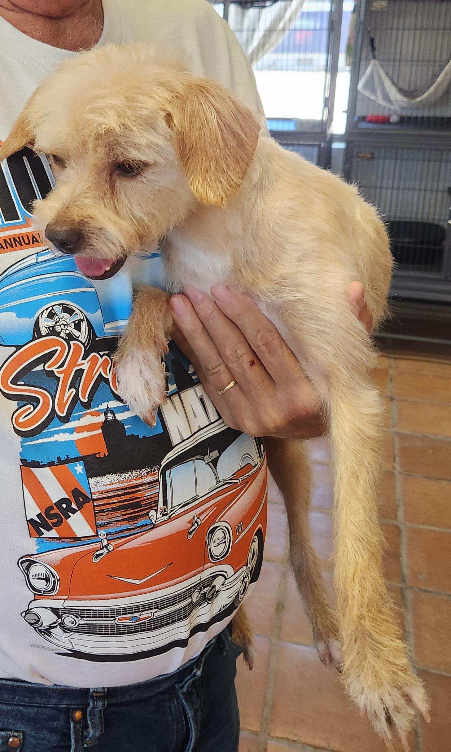 Louisa, a ADOPTABLE mixed breed in Yarnell, AZ image 5/5