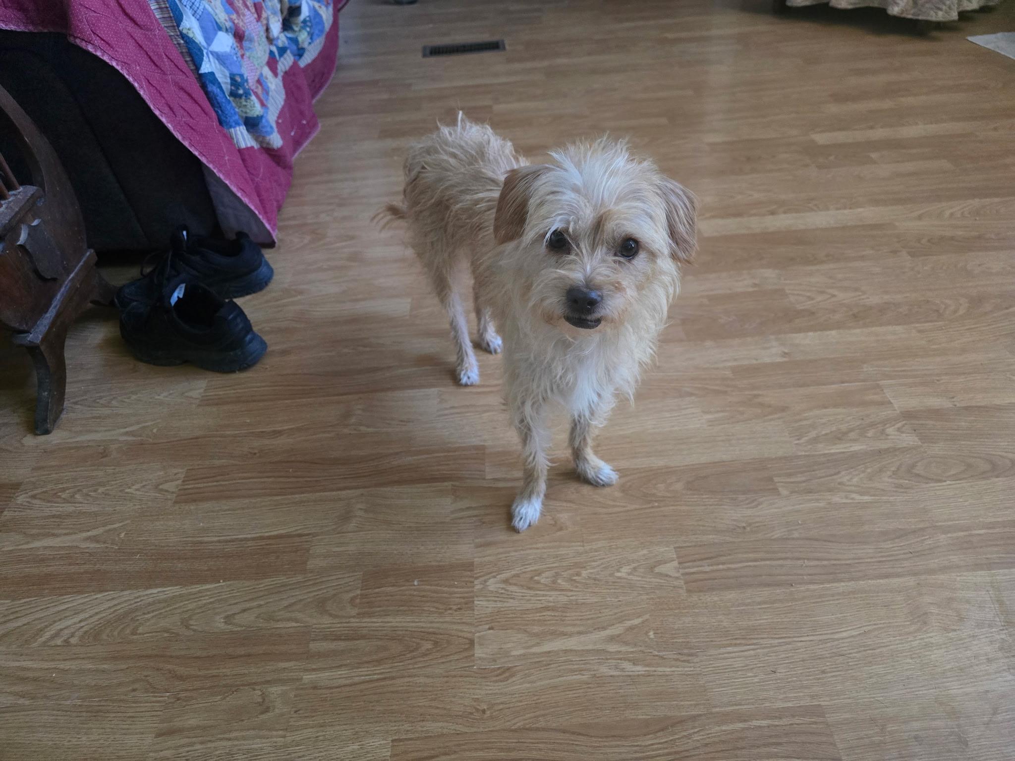 Louisa, ADOPTABLE, Young Female Cairn Terrier & Yorkshire Terrier.