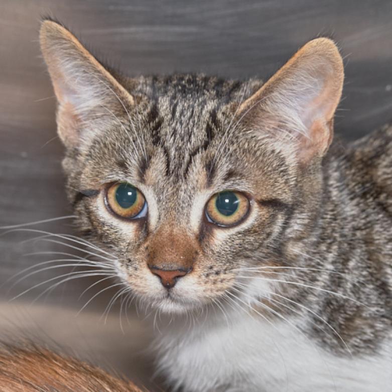 Enlarge Willow, a Adoptable Domestic Short Hair in Blairsville, GA image 3/3