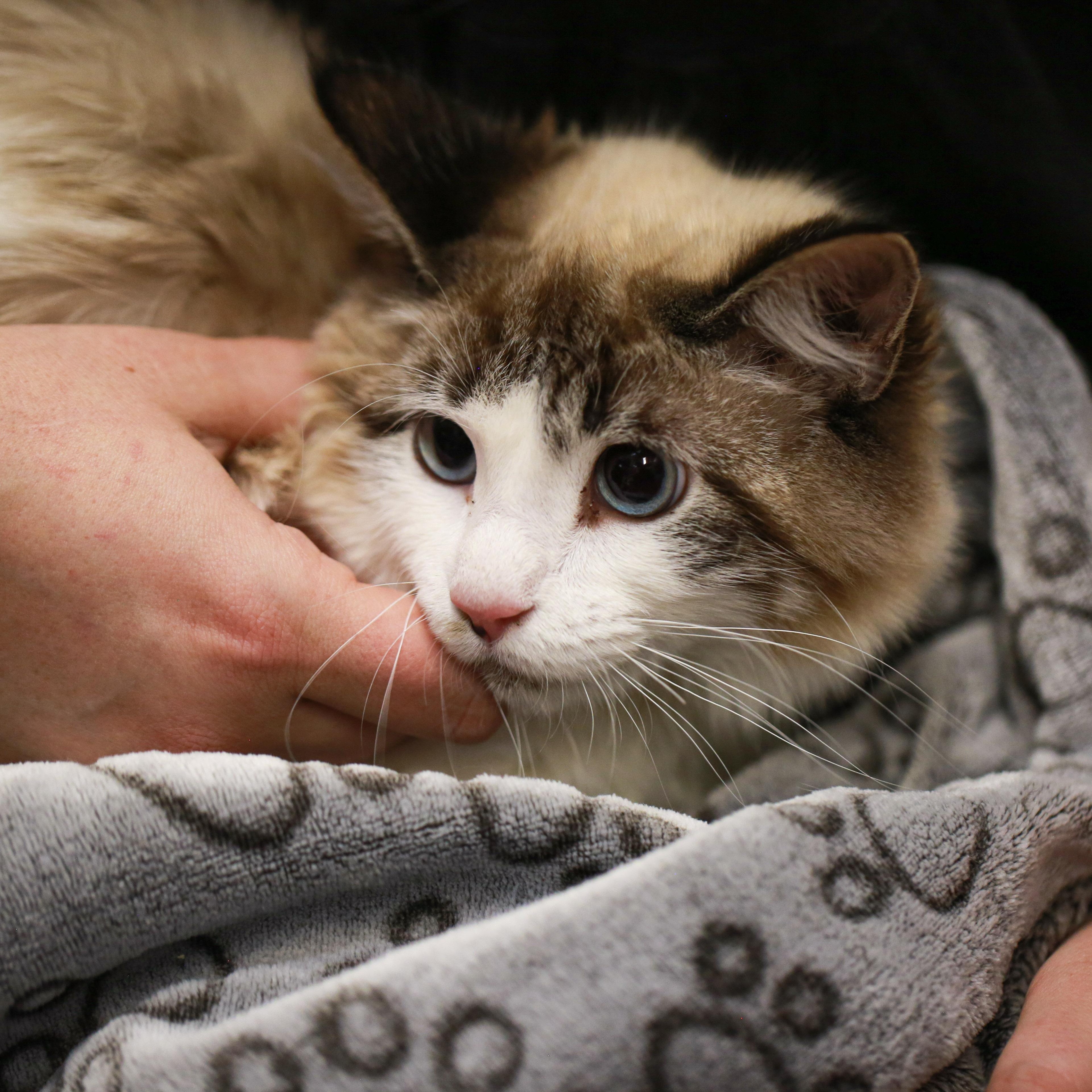 Ginger- Shy Beauty, ADOPTABLE, Young Female Siamese.