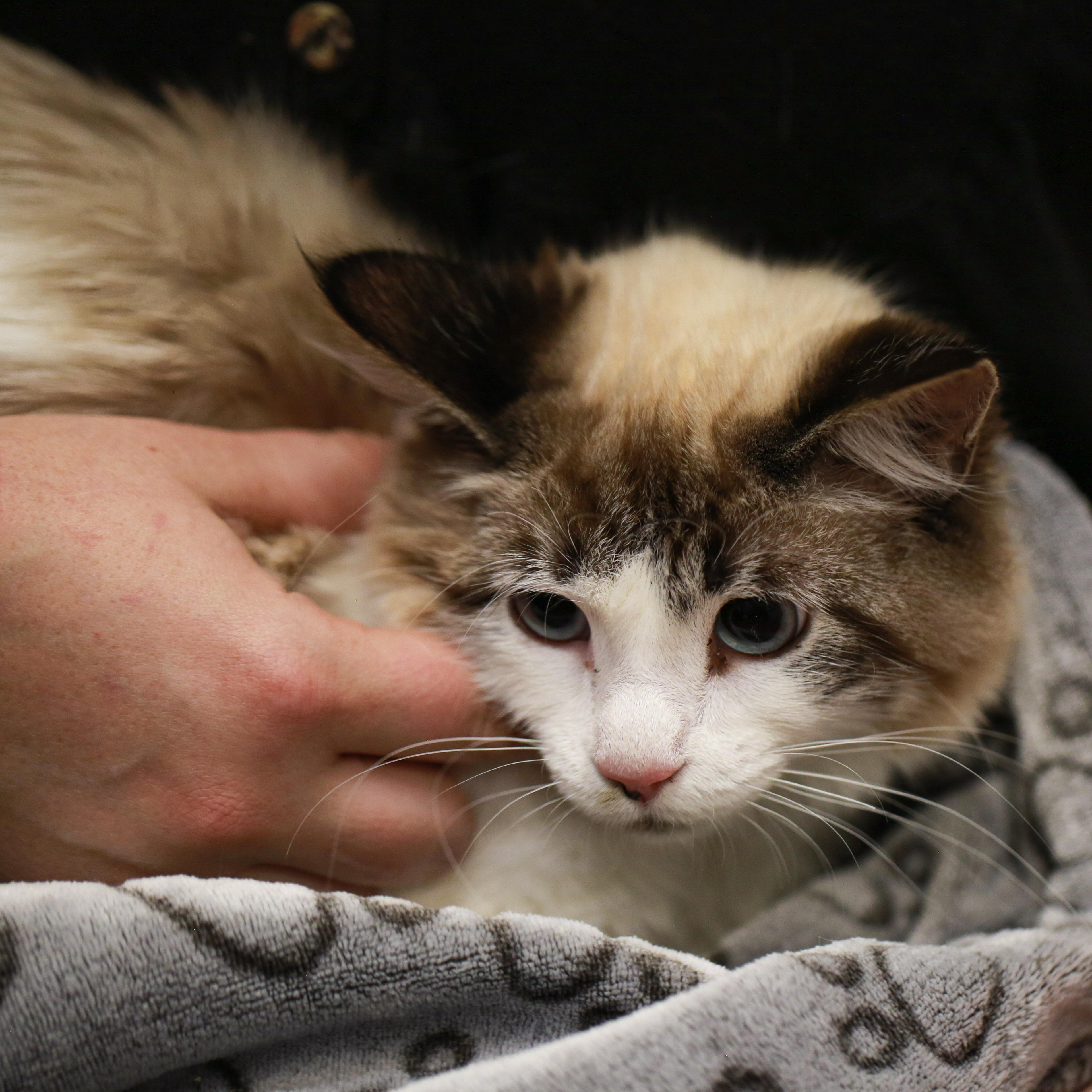Ginger- Shy Beauty, a ADOPTABLE Siamese in Grass Valley, CA image 2/2