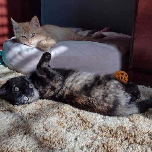 Enlarge Lucy, a Adoptable Tortoiseshell in Memphis, TN image 4/6