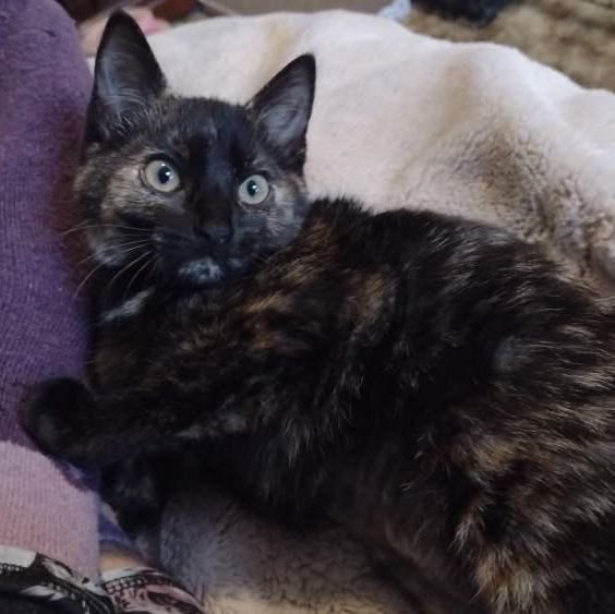Enlarge Lucy, a Adoptable Tortoiseshell in Memphis, TN image 2/6