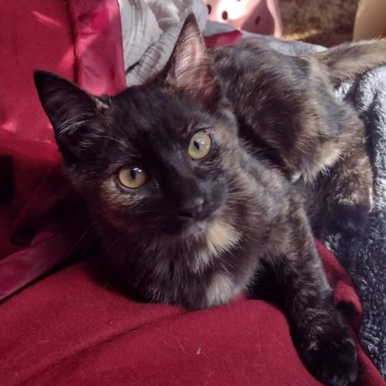 Enlarge Lucy, a Adoptable Tortoiseshell in Memphis, TN image 1/6