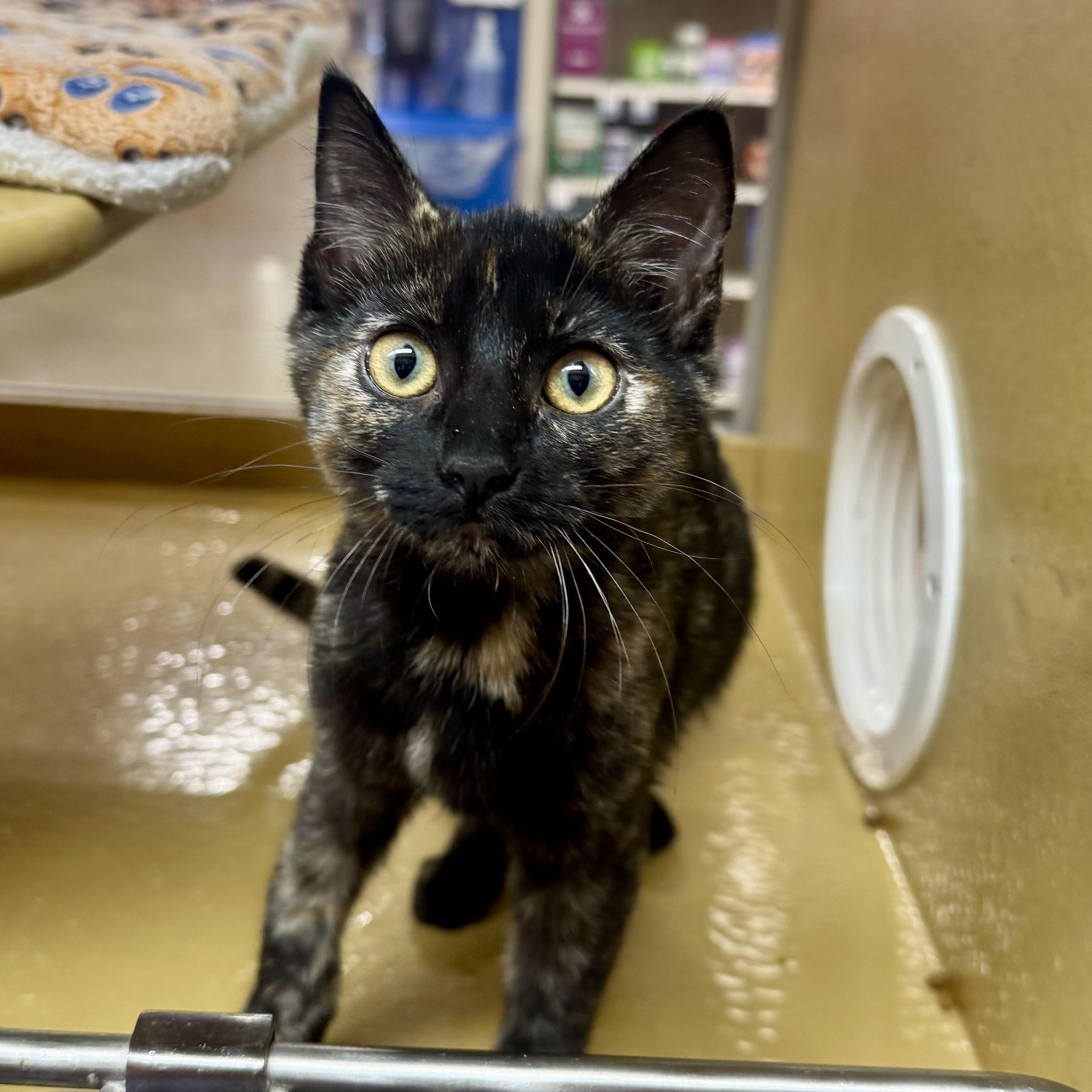 Enlarge Lucy, an adopted Tortoiseshell in Memphis, TN image 2/6
